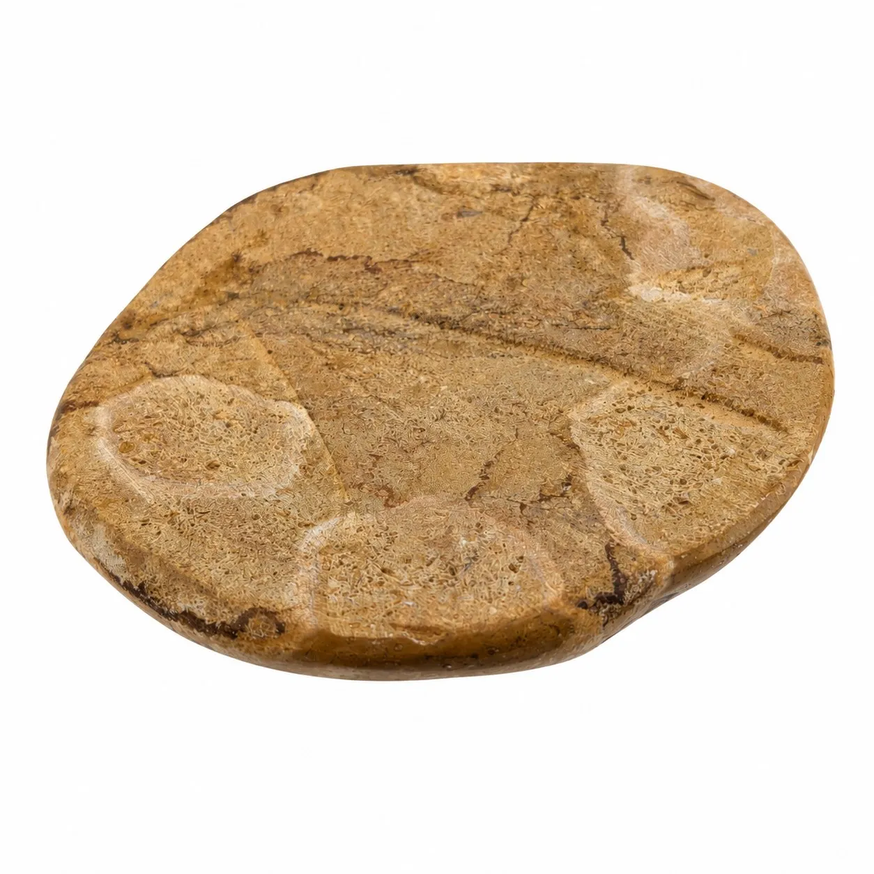 Fósil de Erizo de Madagascar 7.5 cm