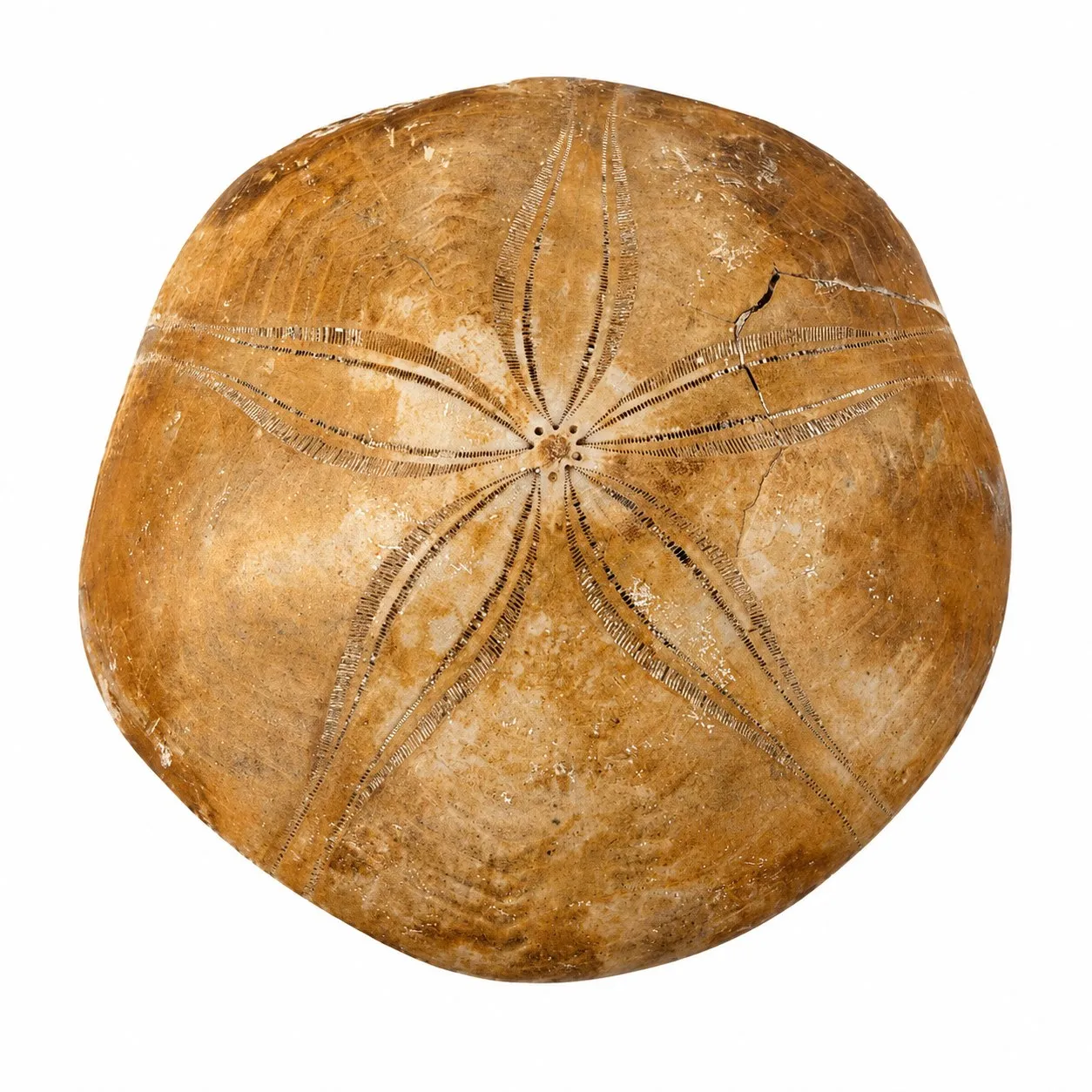 Fósil de Erizo de Madagascar 7 cm