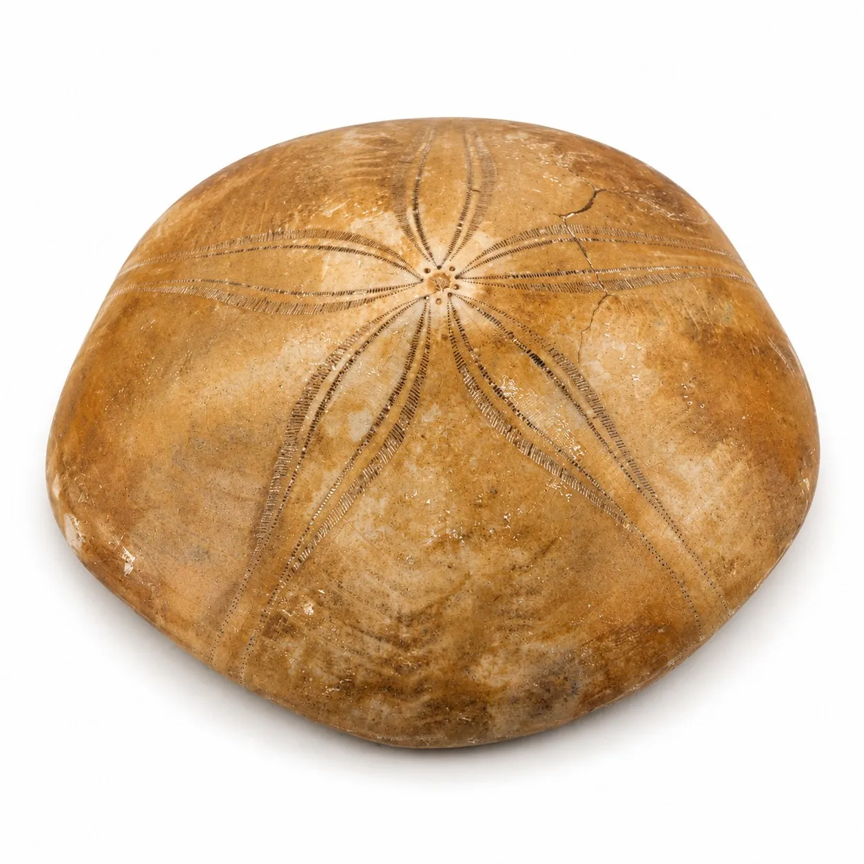 Fósil de Erizo de Madagascar 7 cm