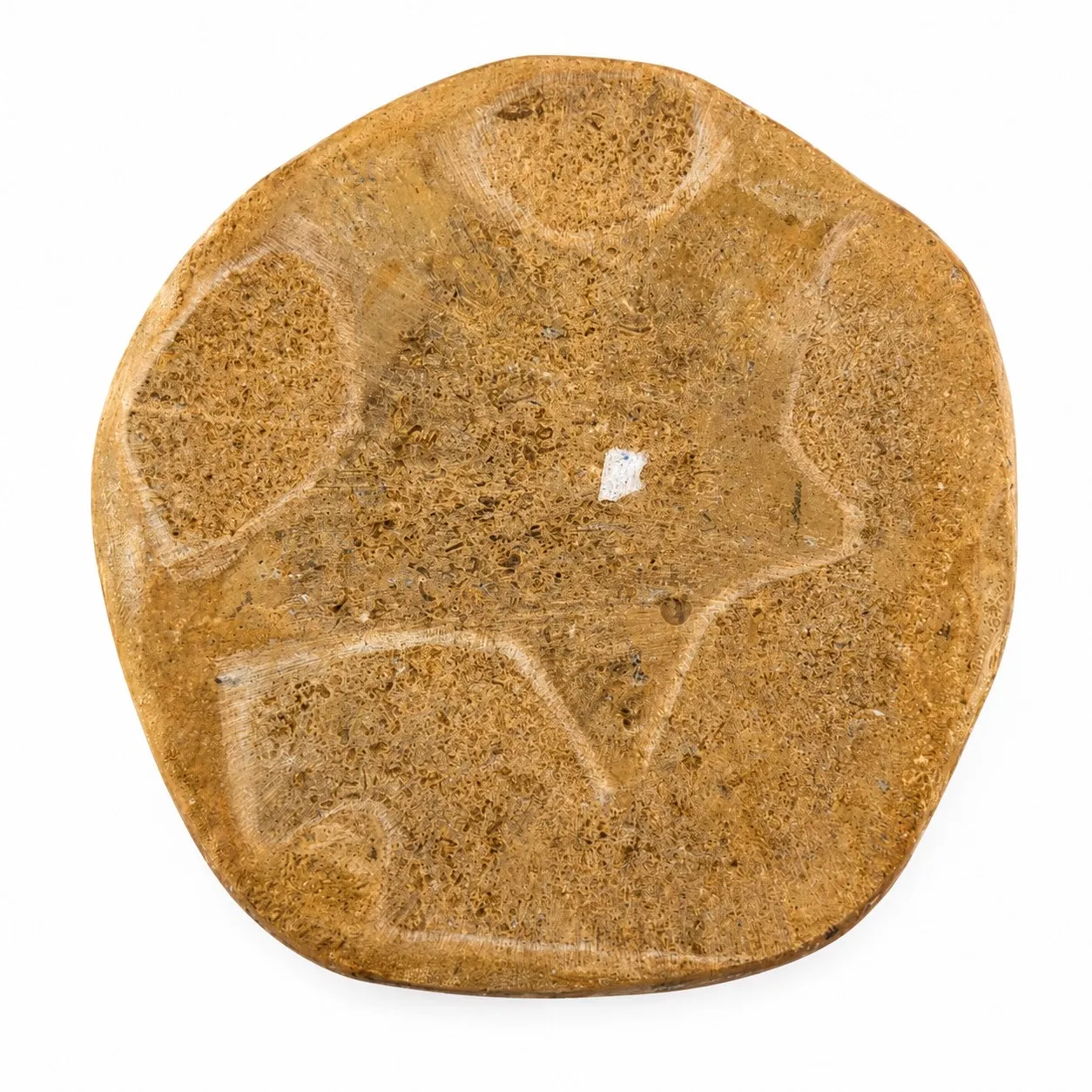 Fósil de Erizo de Madagascar 7 cm