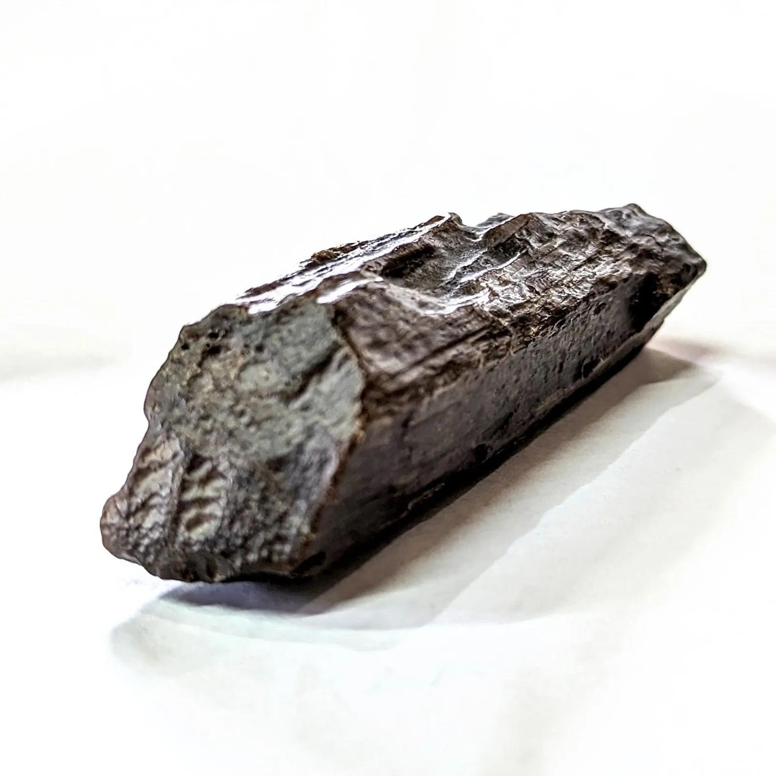 Fósil de Madera Petrificada 11 x 3 cm