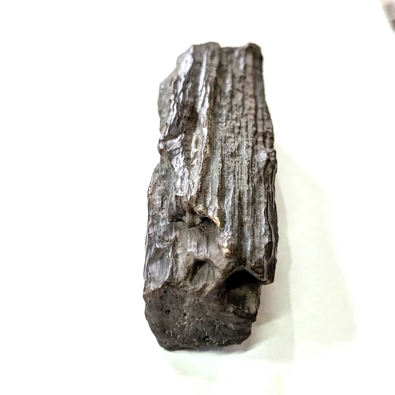 Fósil de Madera Petrificada 11 x 3 cm