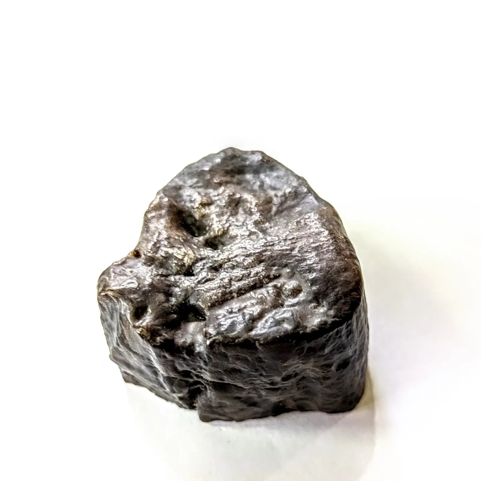 Fósil de Madera Petrificada 5 x 3 cm