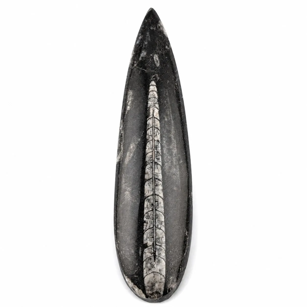 Fósil de Orthoceras puildo 15.5 cm