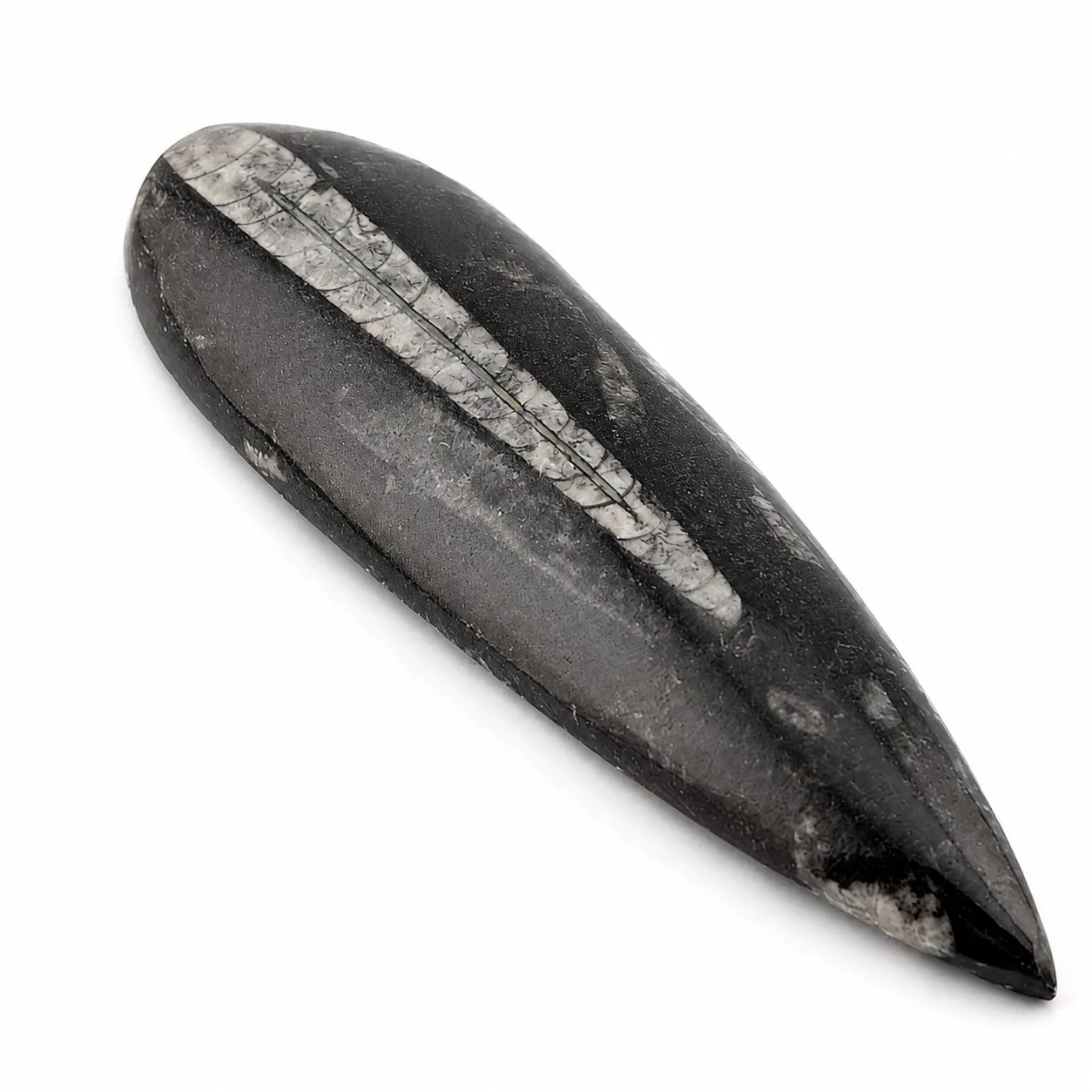Fósil de Orthoceras puildo 15.5 cm