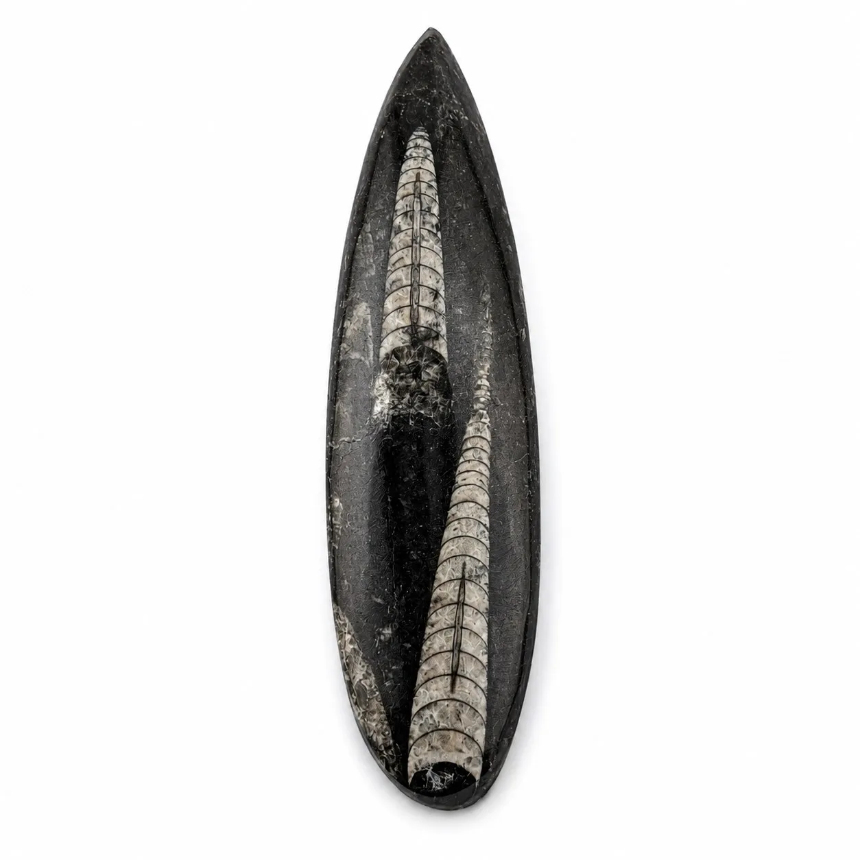 Fósil de Orthoceras puildo 15 cm