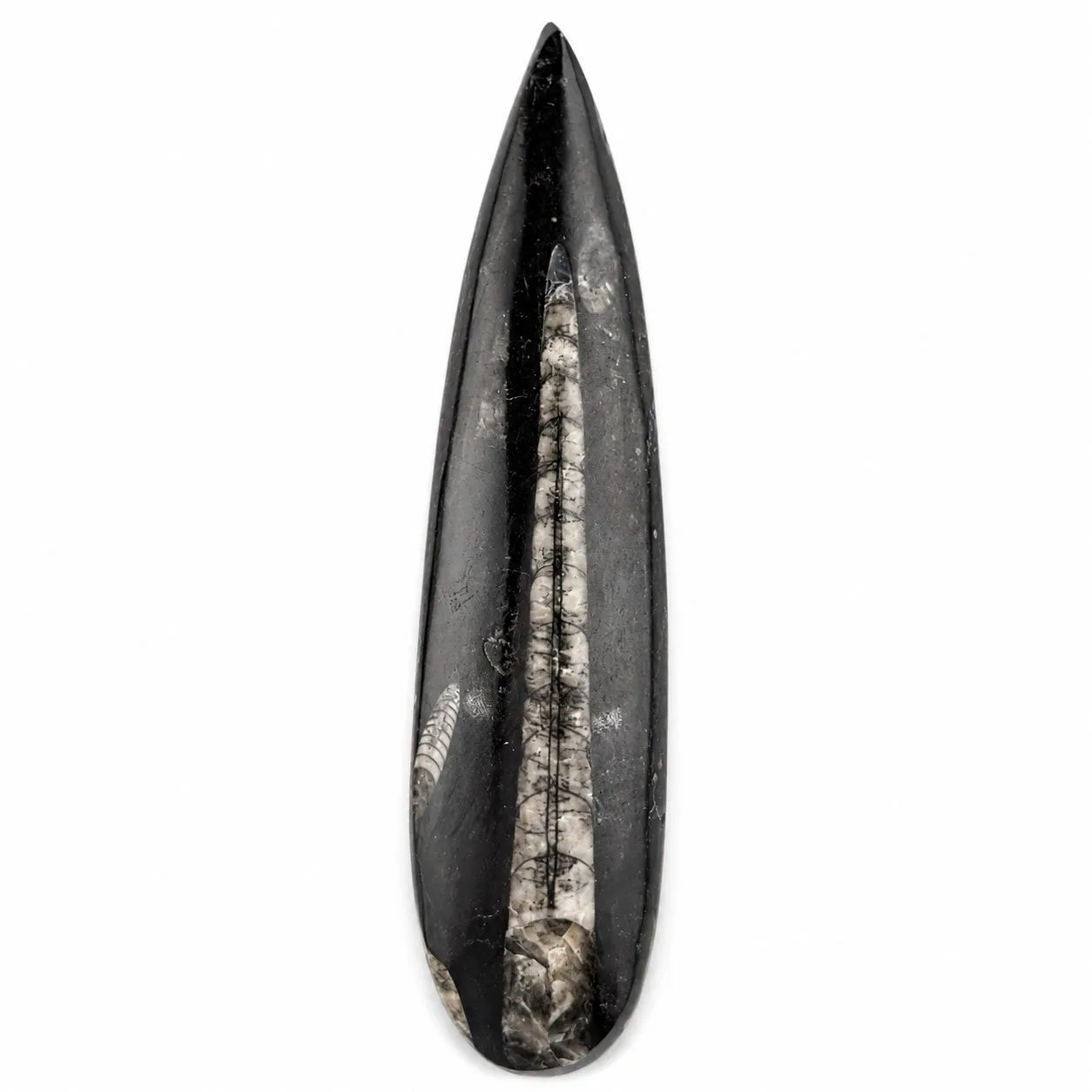 Fósil de Orthoceras puildo 15 cm