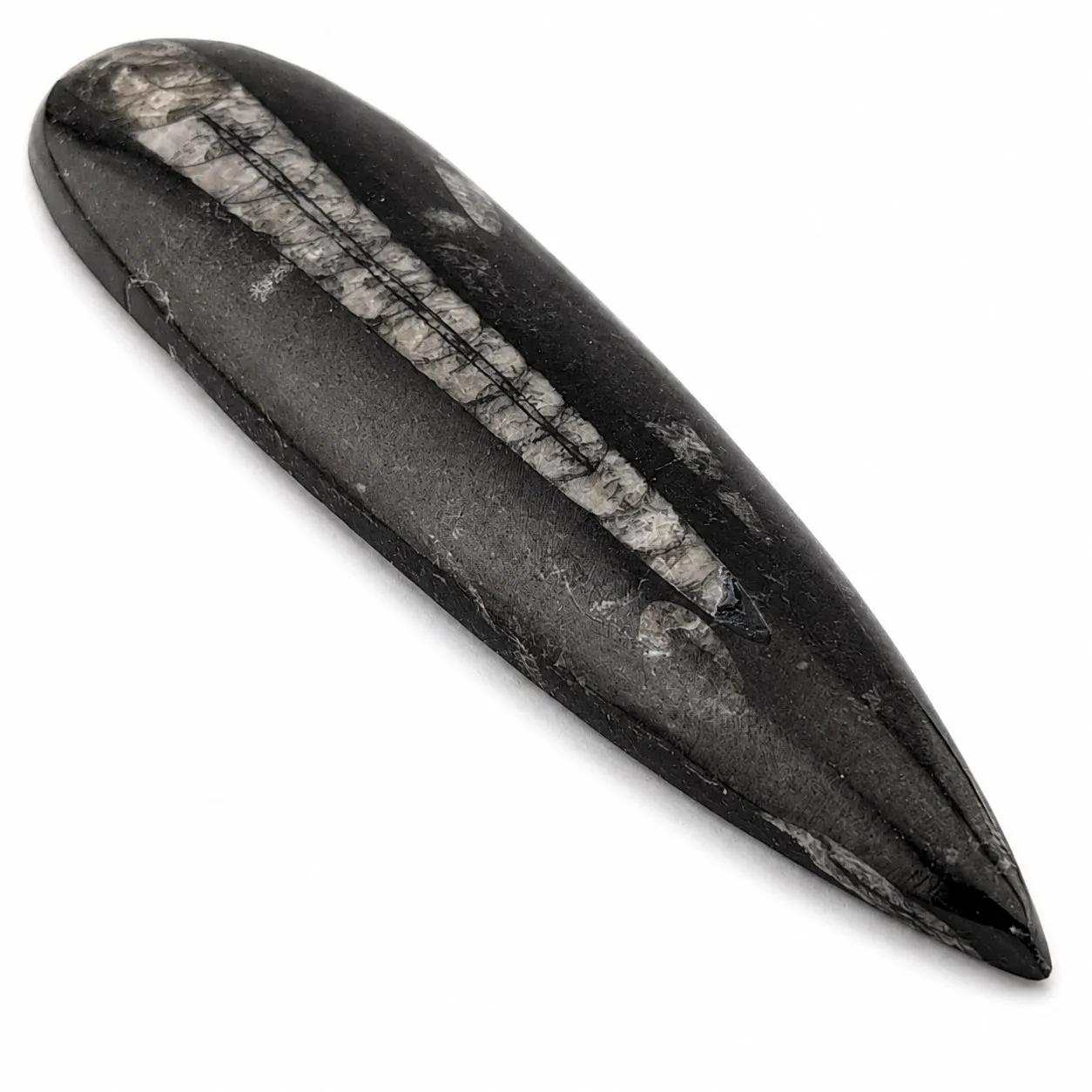 Fósil de Orthoceras puildo 15 cm