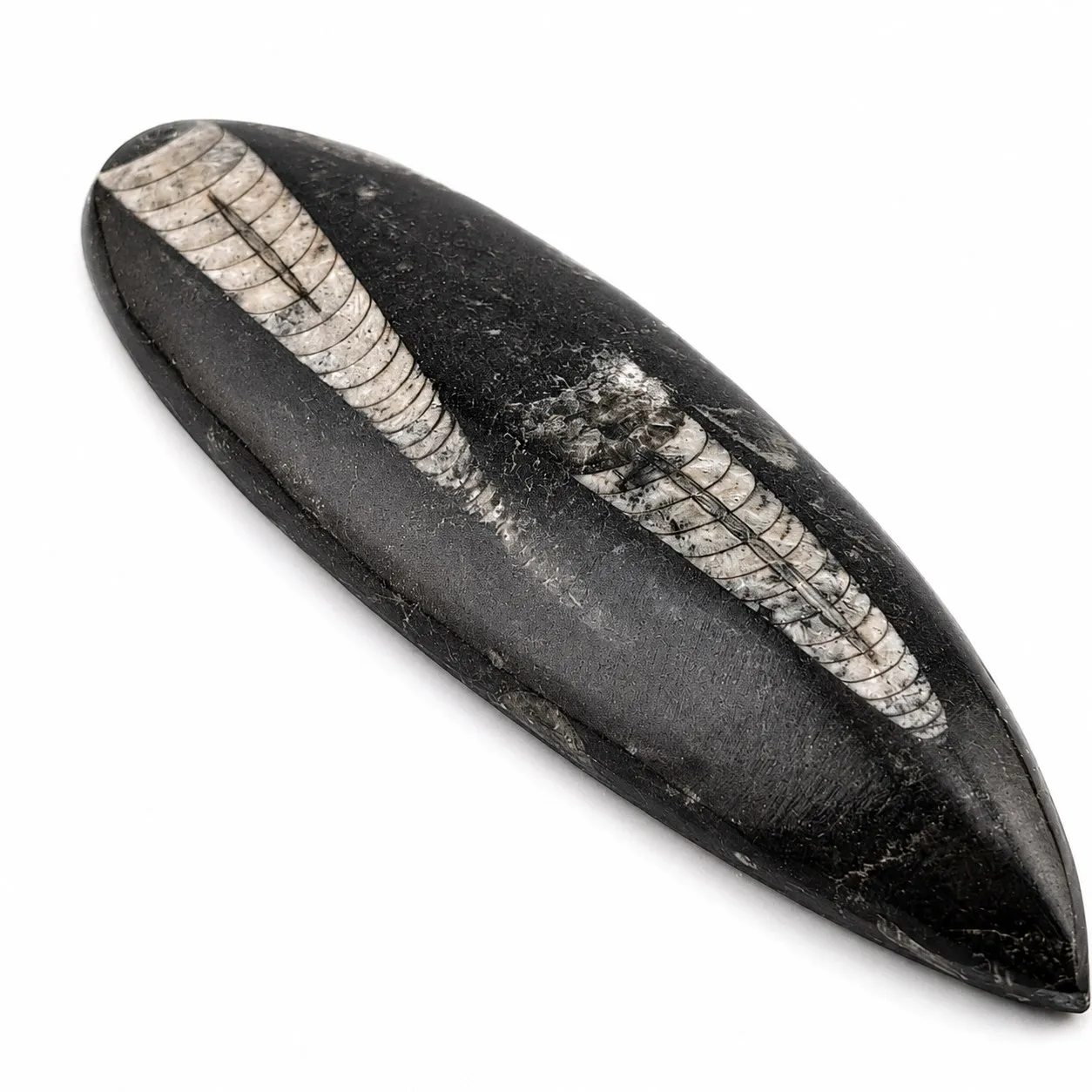 Fósil de Orthoceras puildo 15 cm