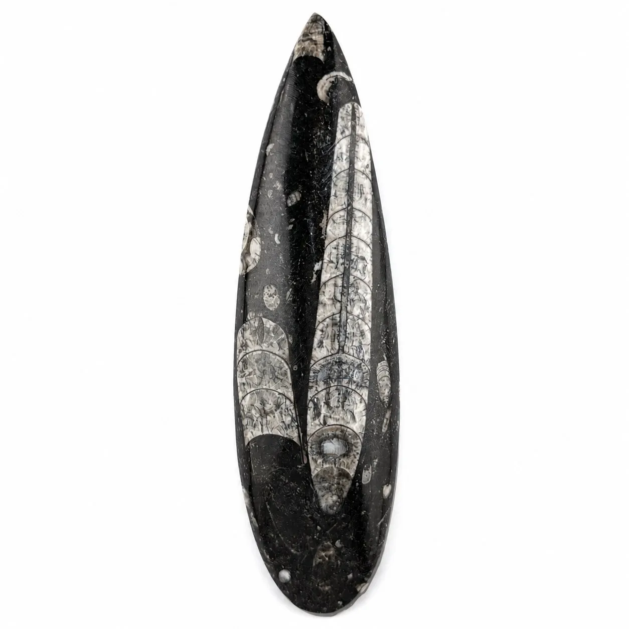 Fósil de Orthoceras puildo 16 cm