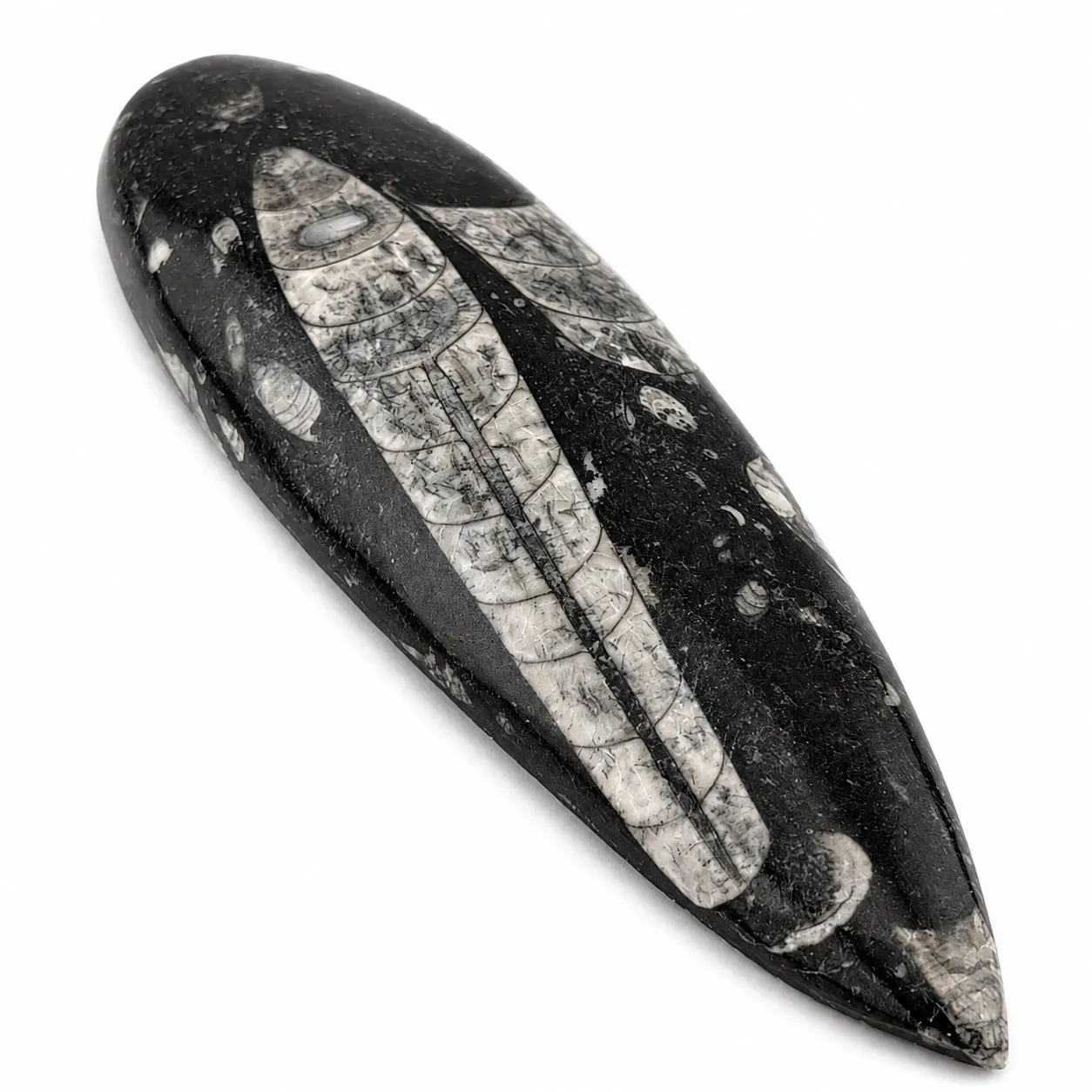 Fósil de Orthoceras puildo 16 cm