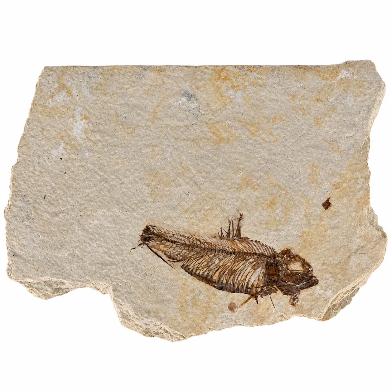 Fósil de Pescado Especie Knghtia 15.5 x 10.5 cm