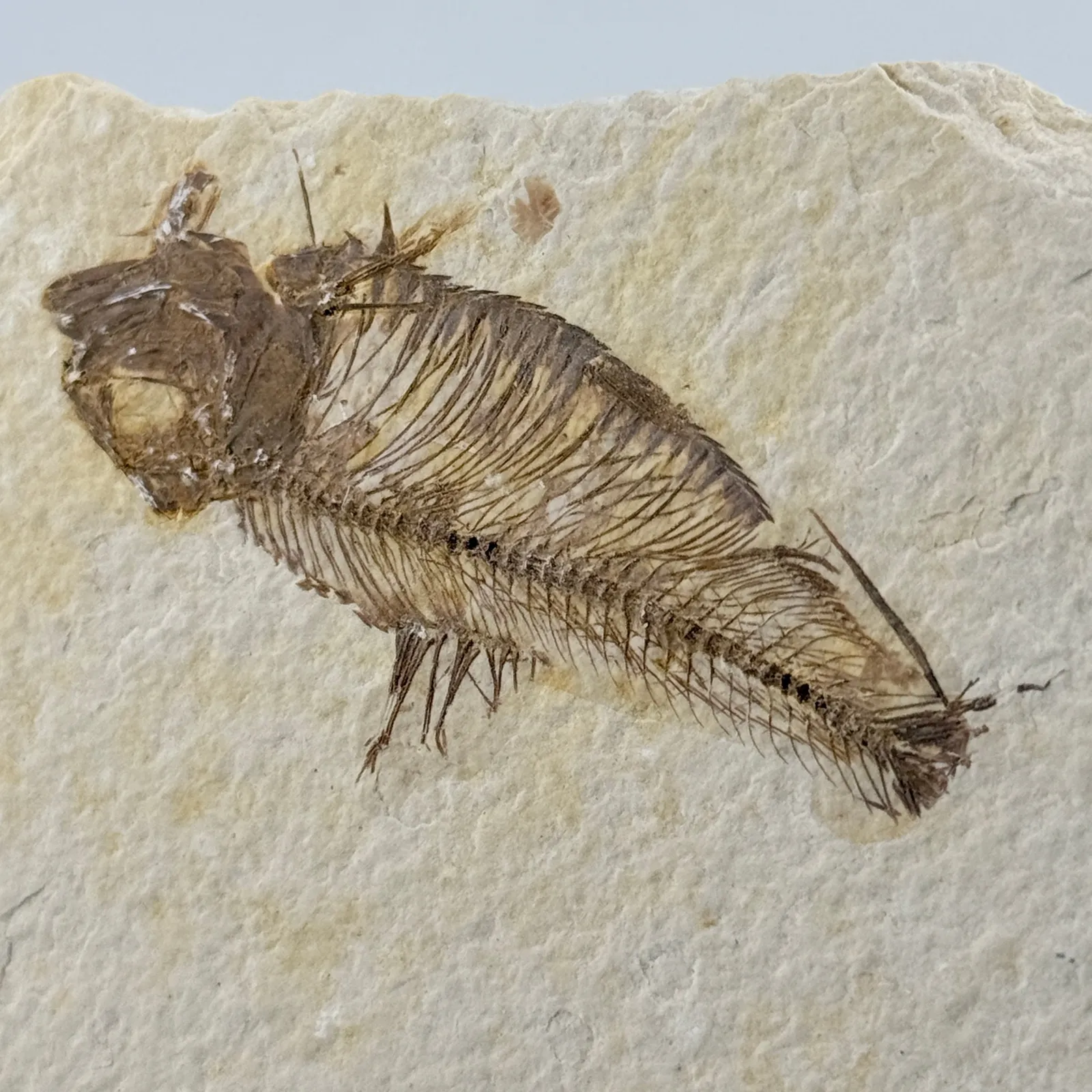 Fósil de Pescado Especie Knghtia 15.5 x 10.5 cm