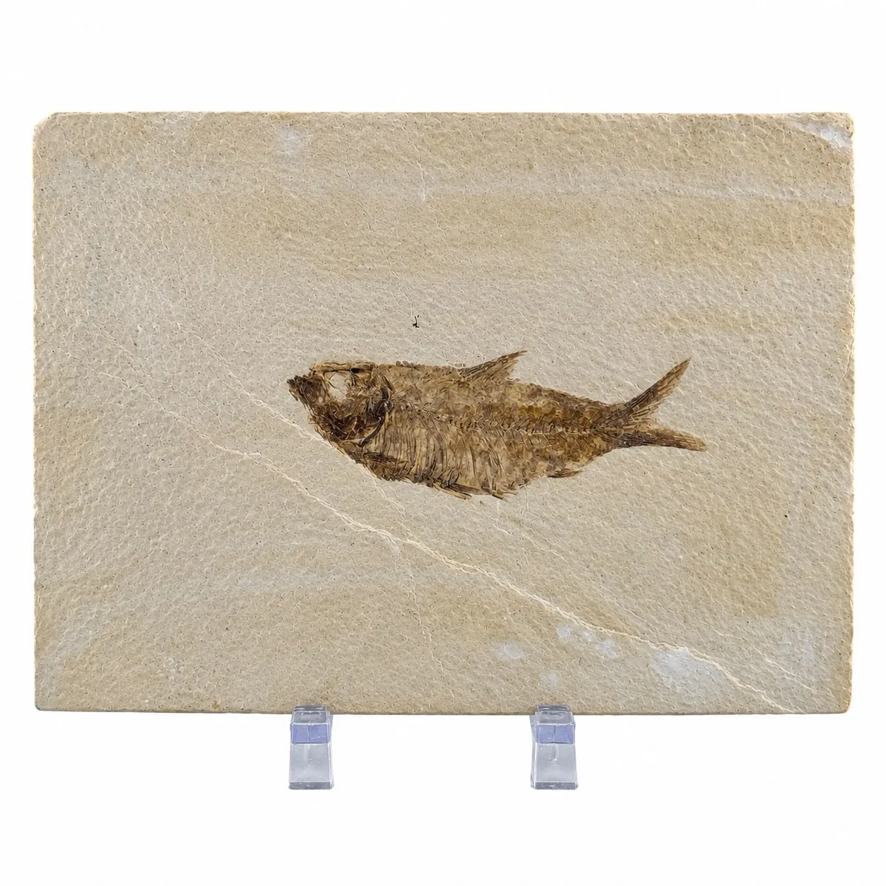 Fósil de Pescado Especie Knghtia de Wyoming, EEUU 17.5x12.5 cm