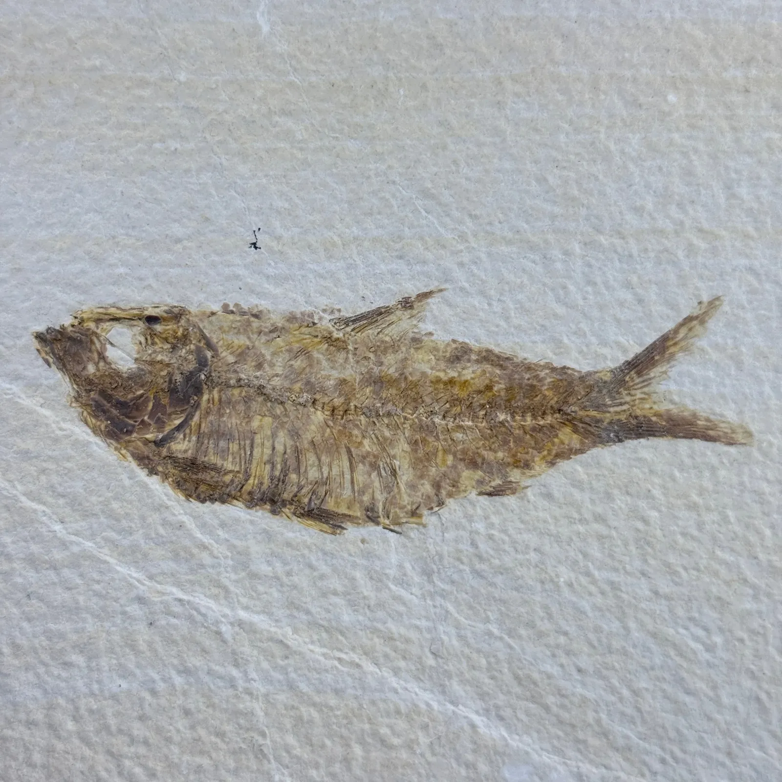 Fósil de Pescado Especie Knghtia de Wyoming, EEUU 17.5x12.5 cm