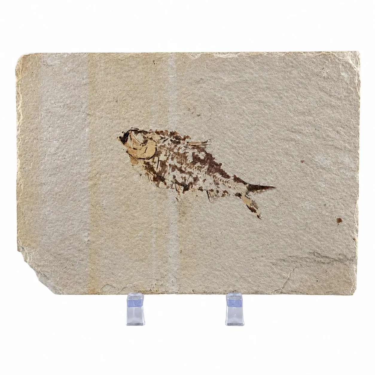 Fósil de Pescado Especie Knghtia 17.5 x 12.5 cm