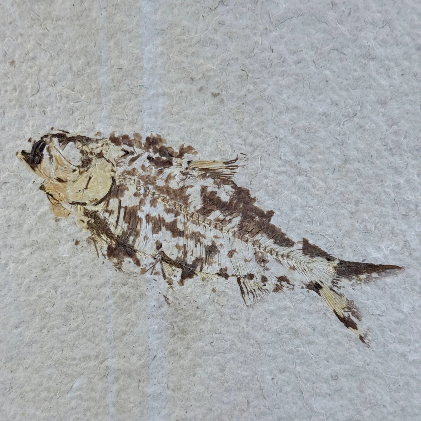 Fósil de Pescado Especie Knghtia 17.5 x 12.5 cm