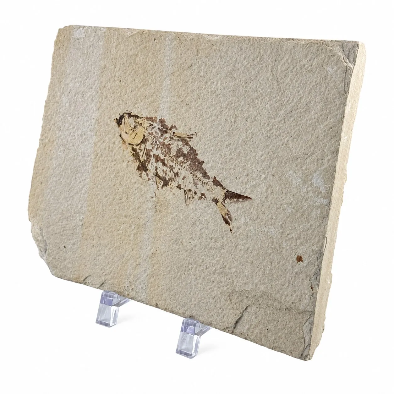 Fósil de Pescado Especie Knghtia 17.5 x 12.5 cm