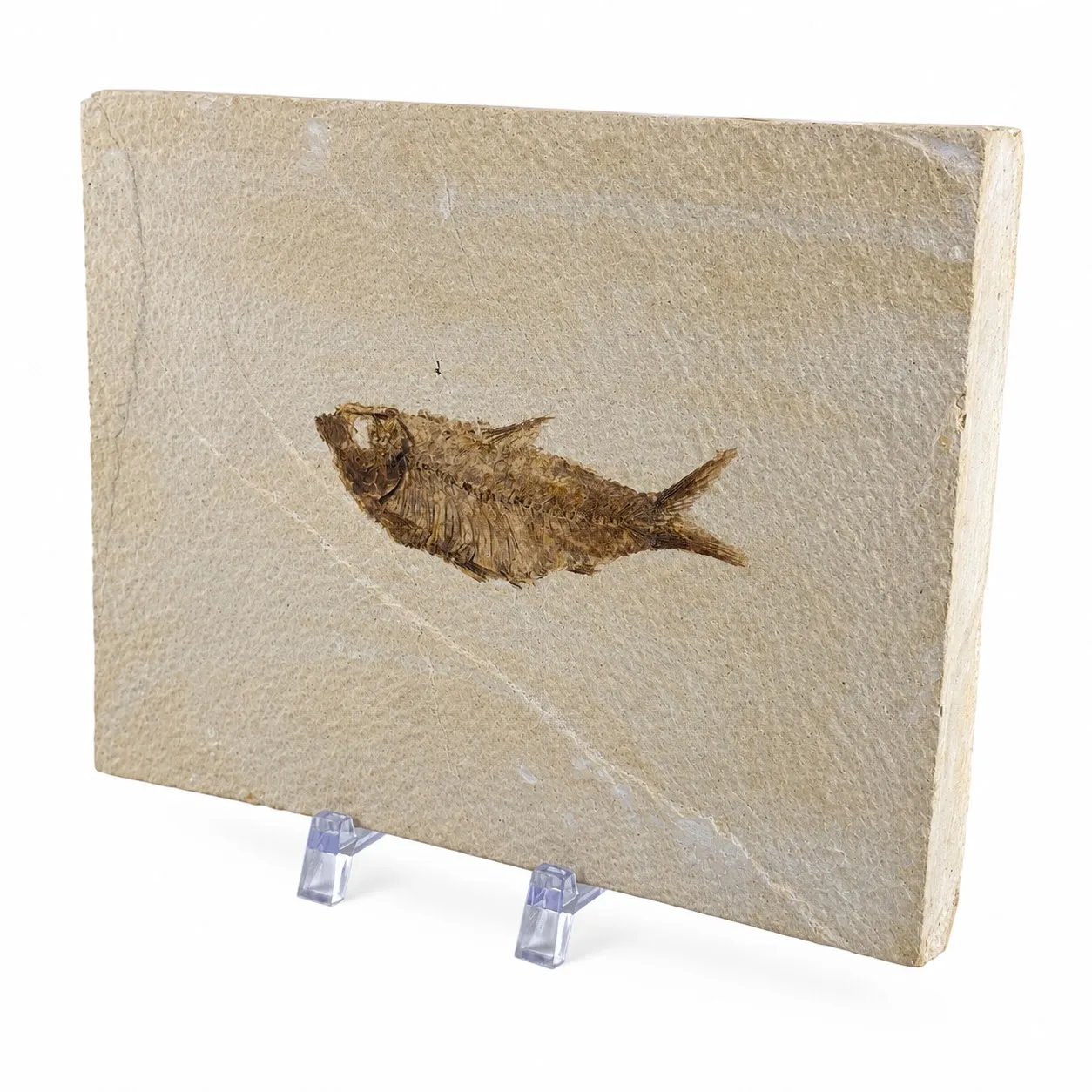 Fósil de Pescado Especie Knghtia 18 x 13 cm