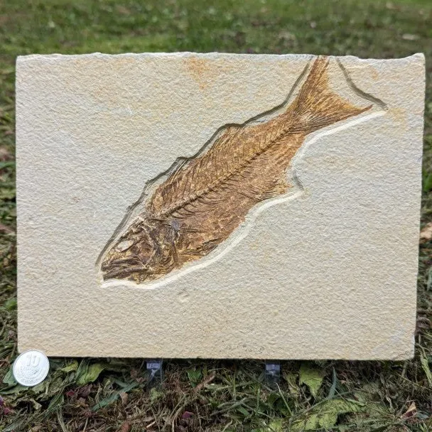 Fósil de pez Mioplosus 27 cm
