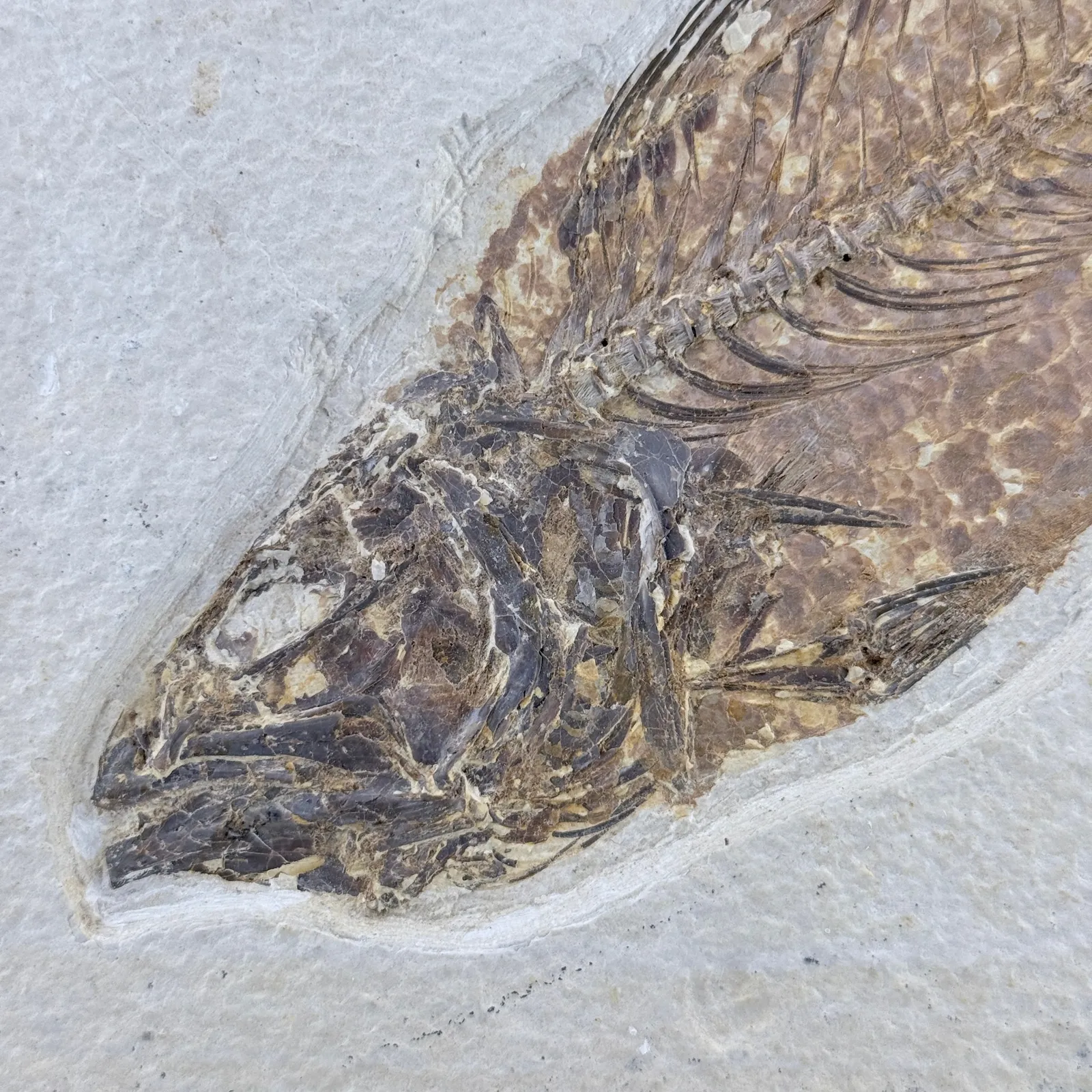Fósil de pez Mioplosus 27 cm