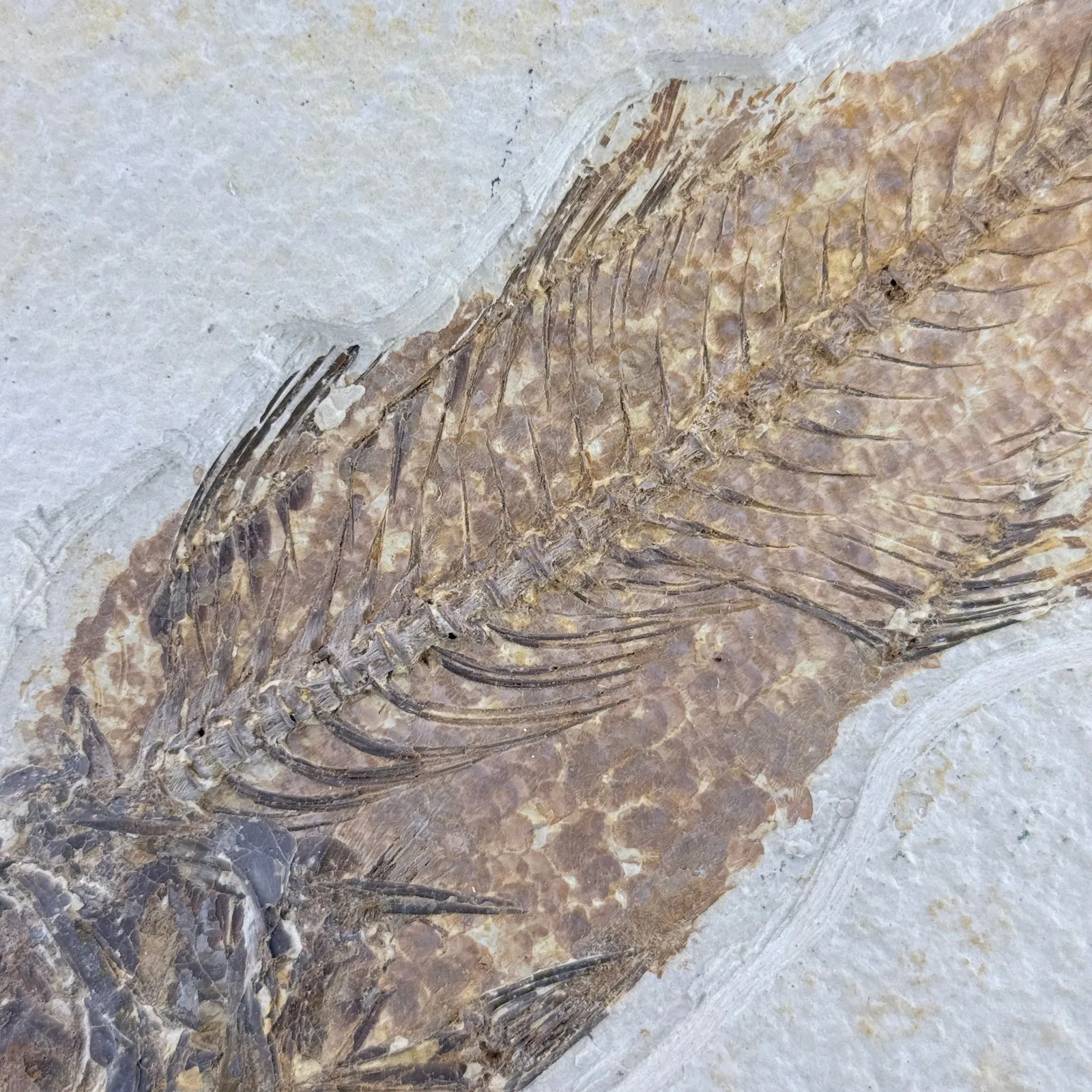 Fósil de pez Mioplosus 27 cm