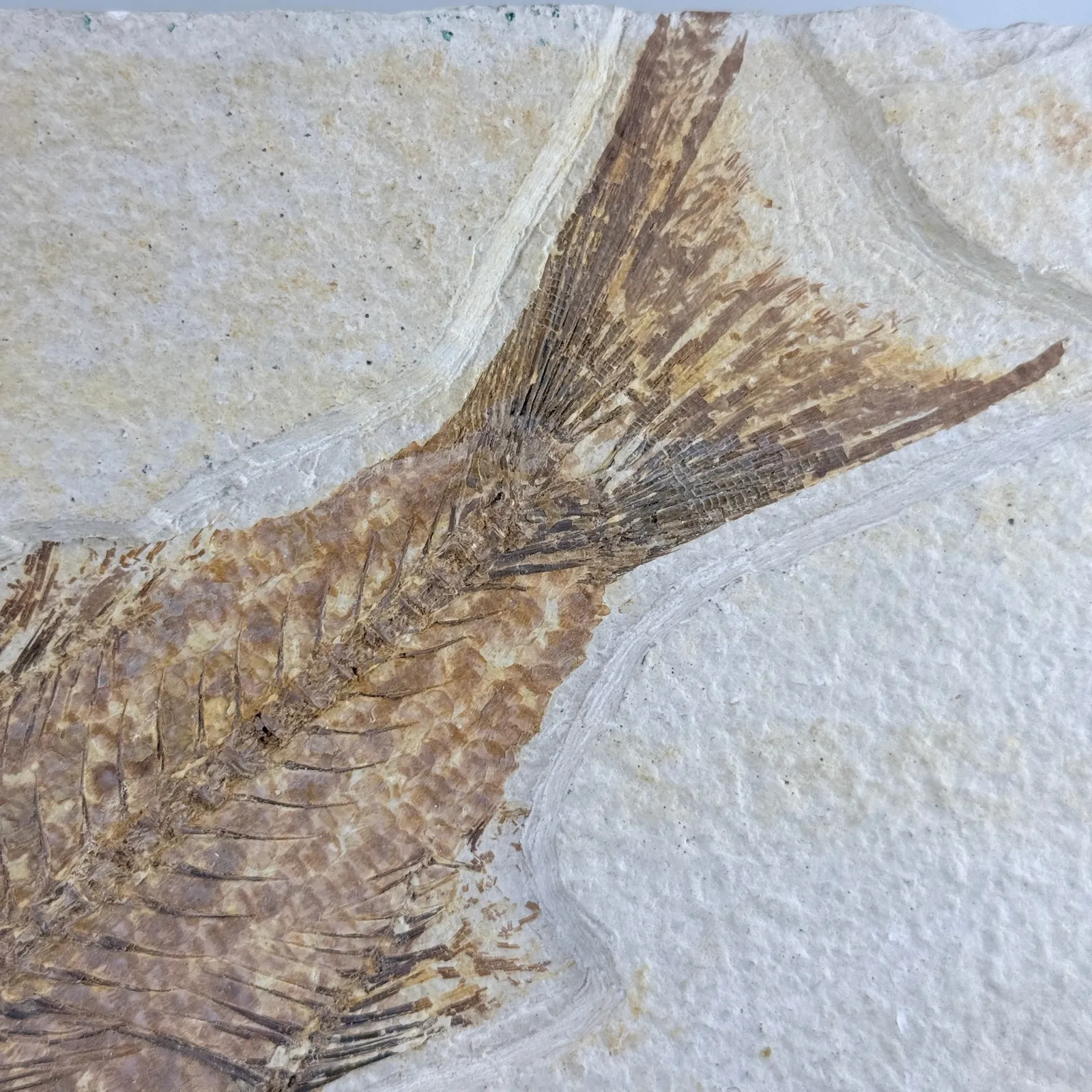 Fósil de pez Mioplosus 27 cm