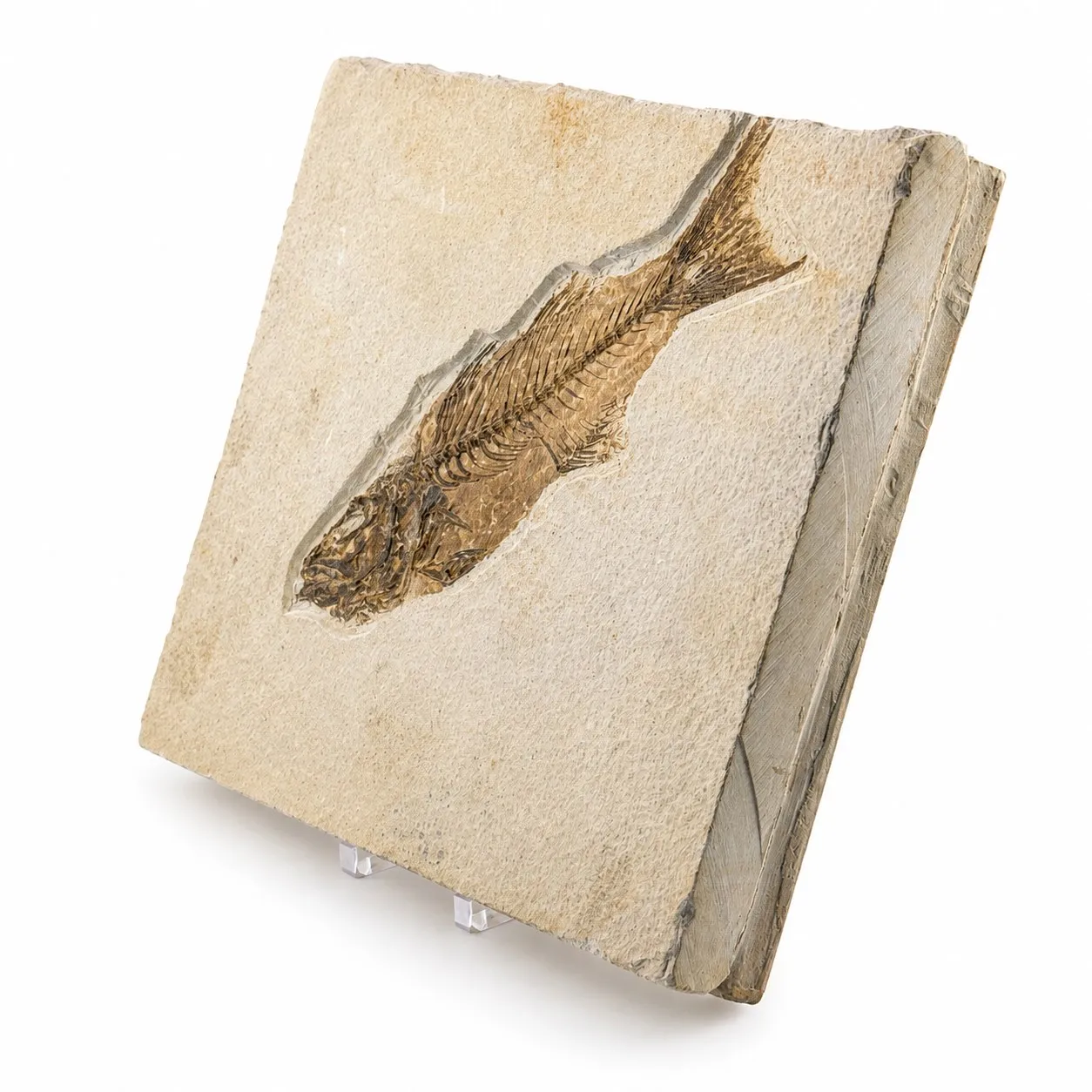 Fósil de pez Mioplosus 27 cm