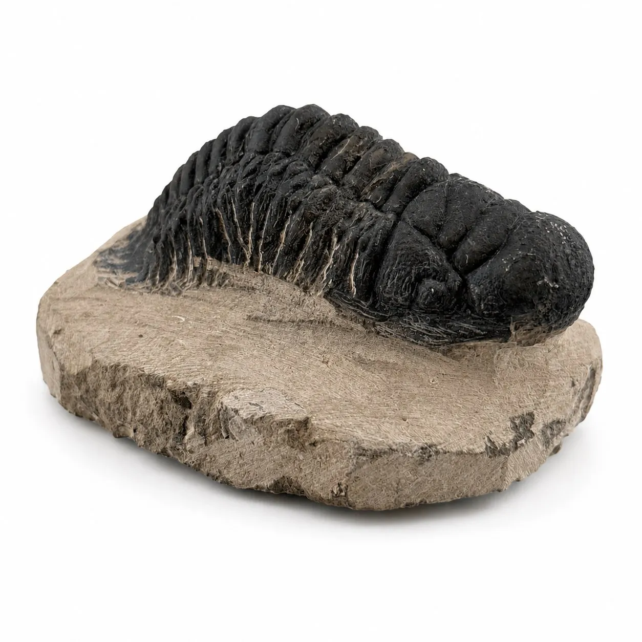 Fósil de Trilobite Crotalocephalus 9 cm