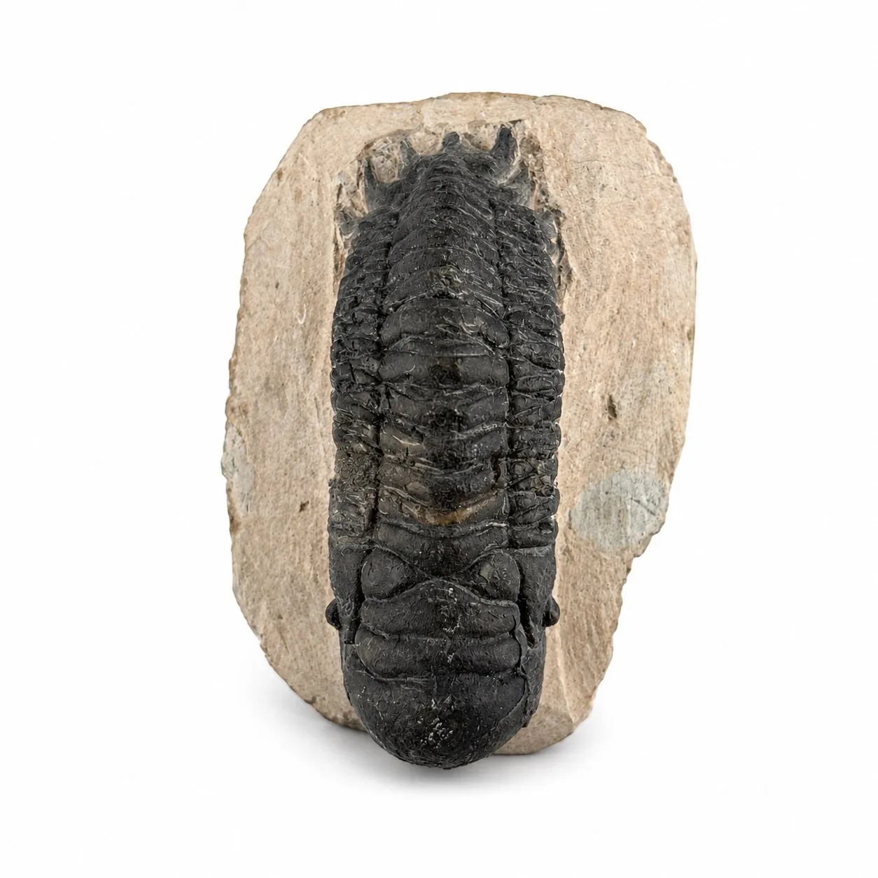 Fósil de Trilobite Crotalocephalus 9 cm