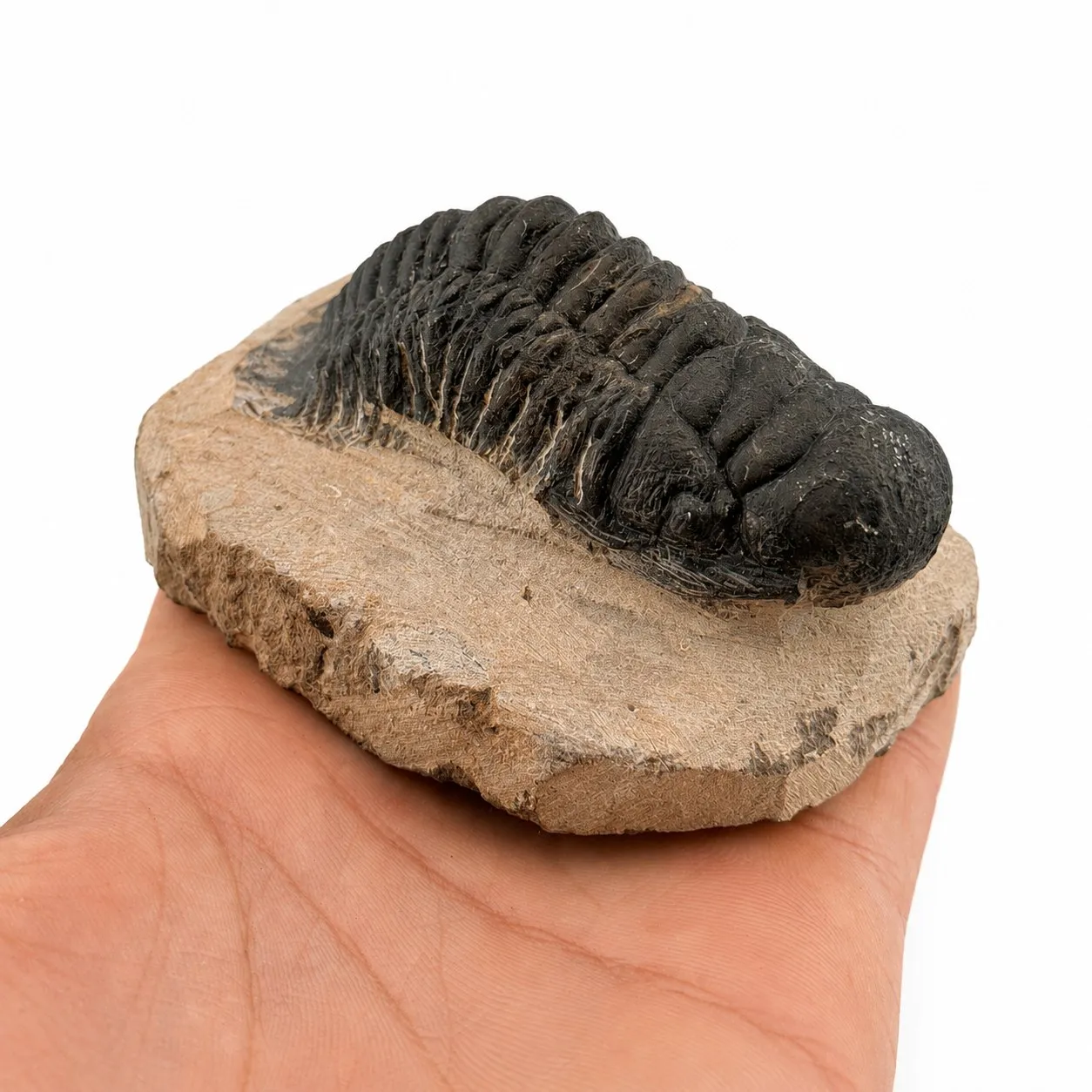 Fósil de Trilobite Crotalocephalus 9 cm