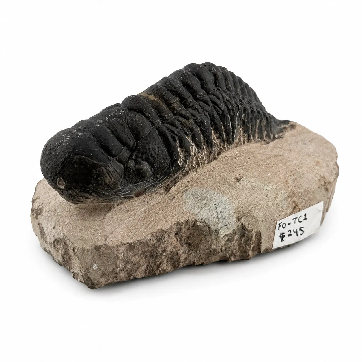 Fósil de Trilobite Crotalocephalus 9 cm
