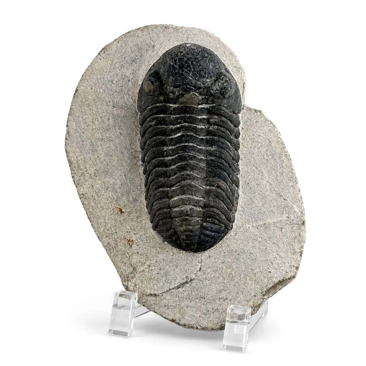 Fósil de trilobite Granulops 8.5 cm