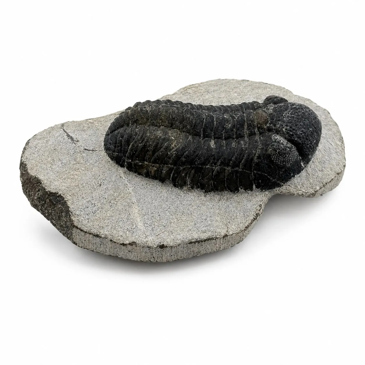 Fósil de trilobite Granulops 8.5 cm