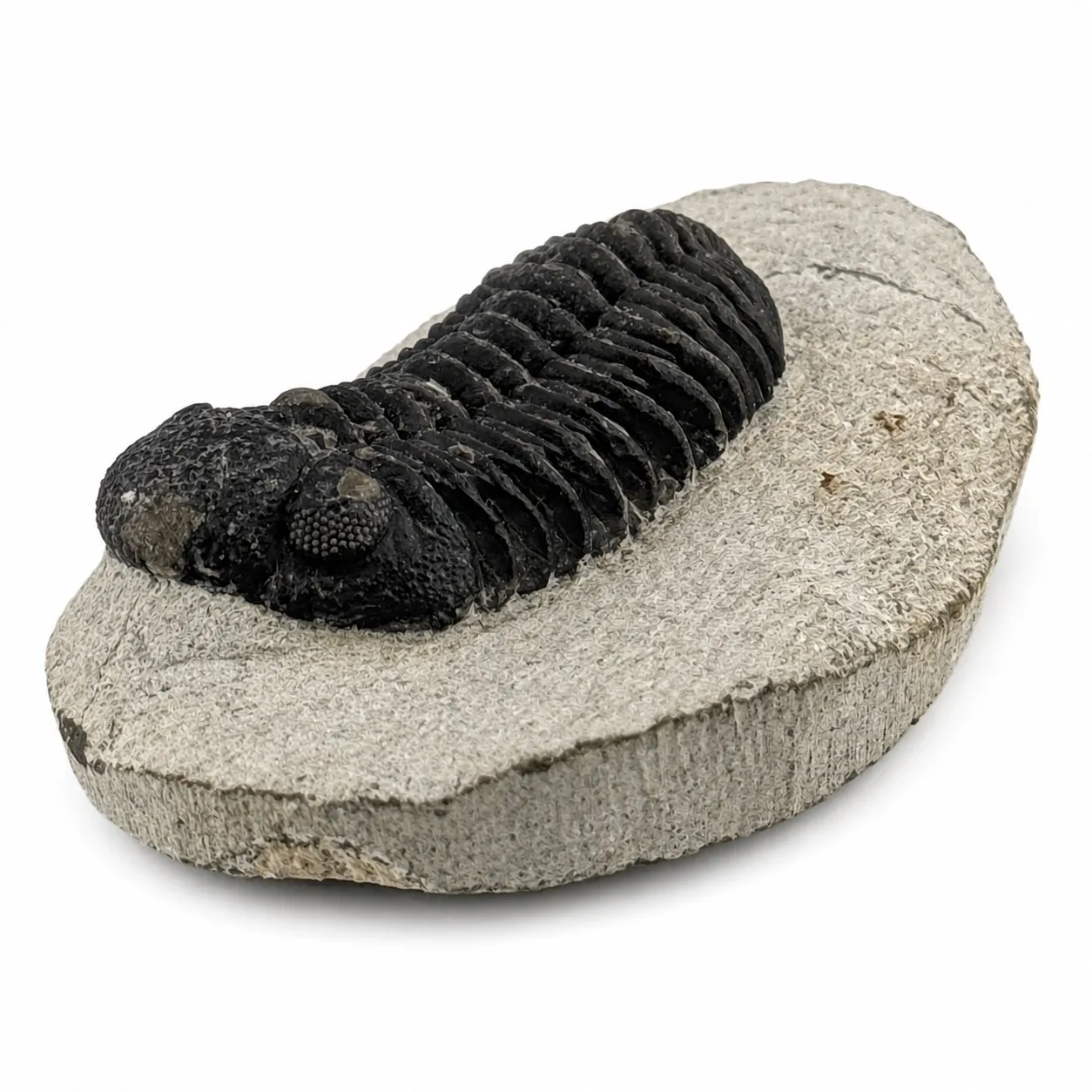 Fósil de trilobite Granulops 8.5 cm