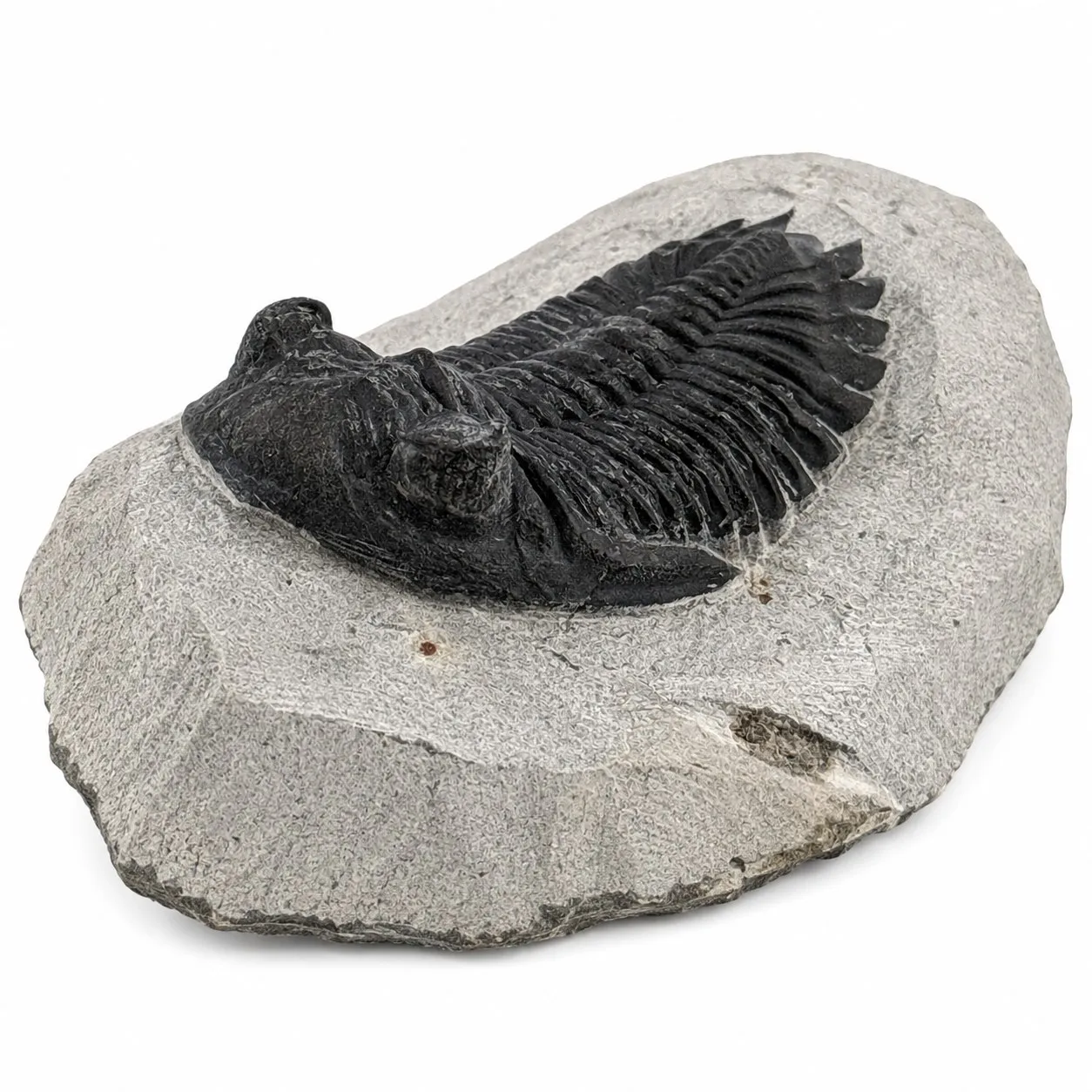 Fósil de Trilobite Hollardops 10 cm