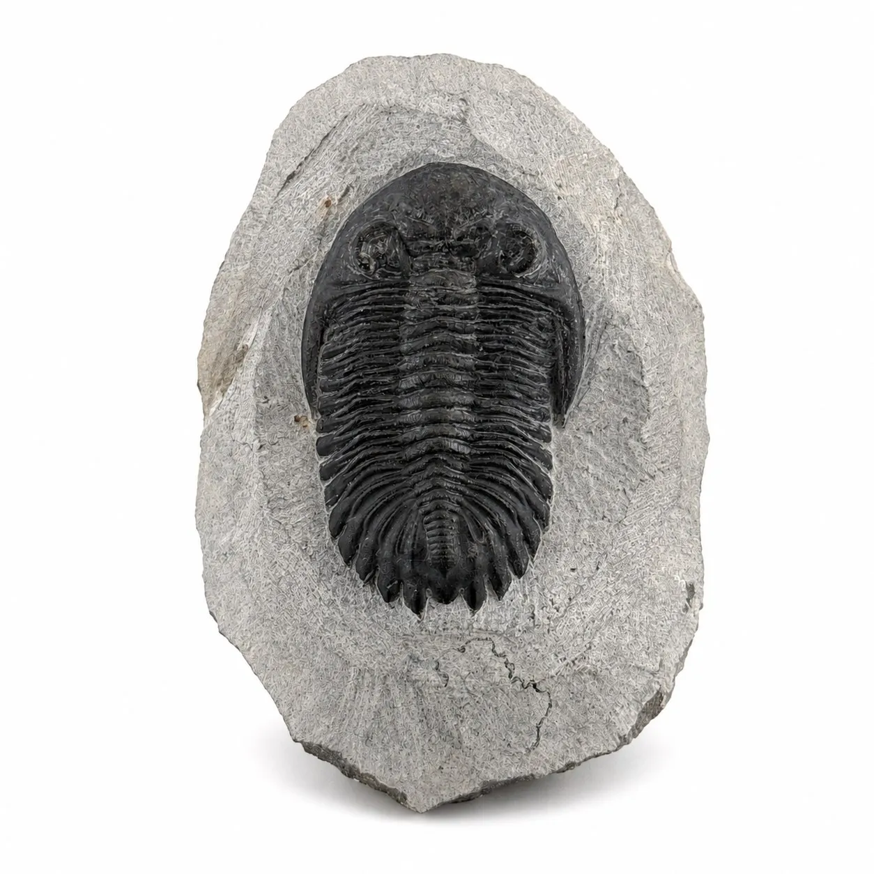 Fósil de Trilobite Hollardops 10 cm