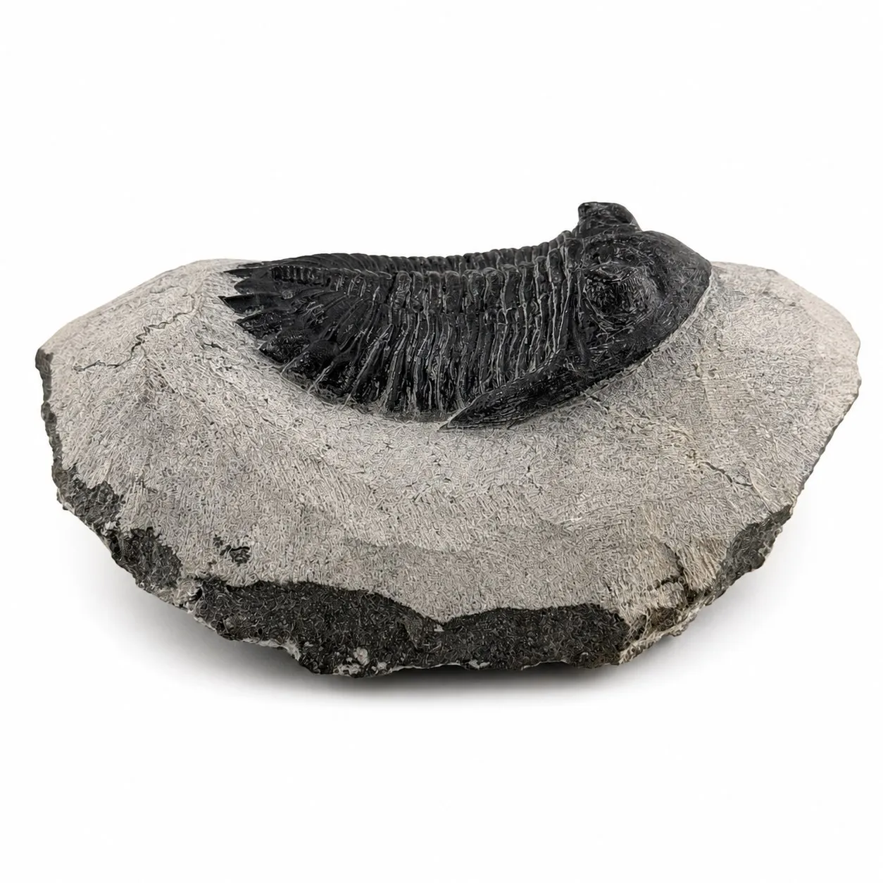 Fósil de Trilobite Hollardops 10 cm