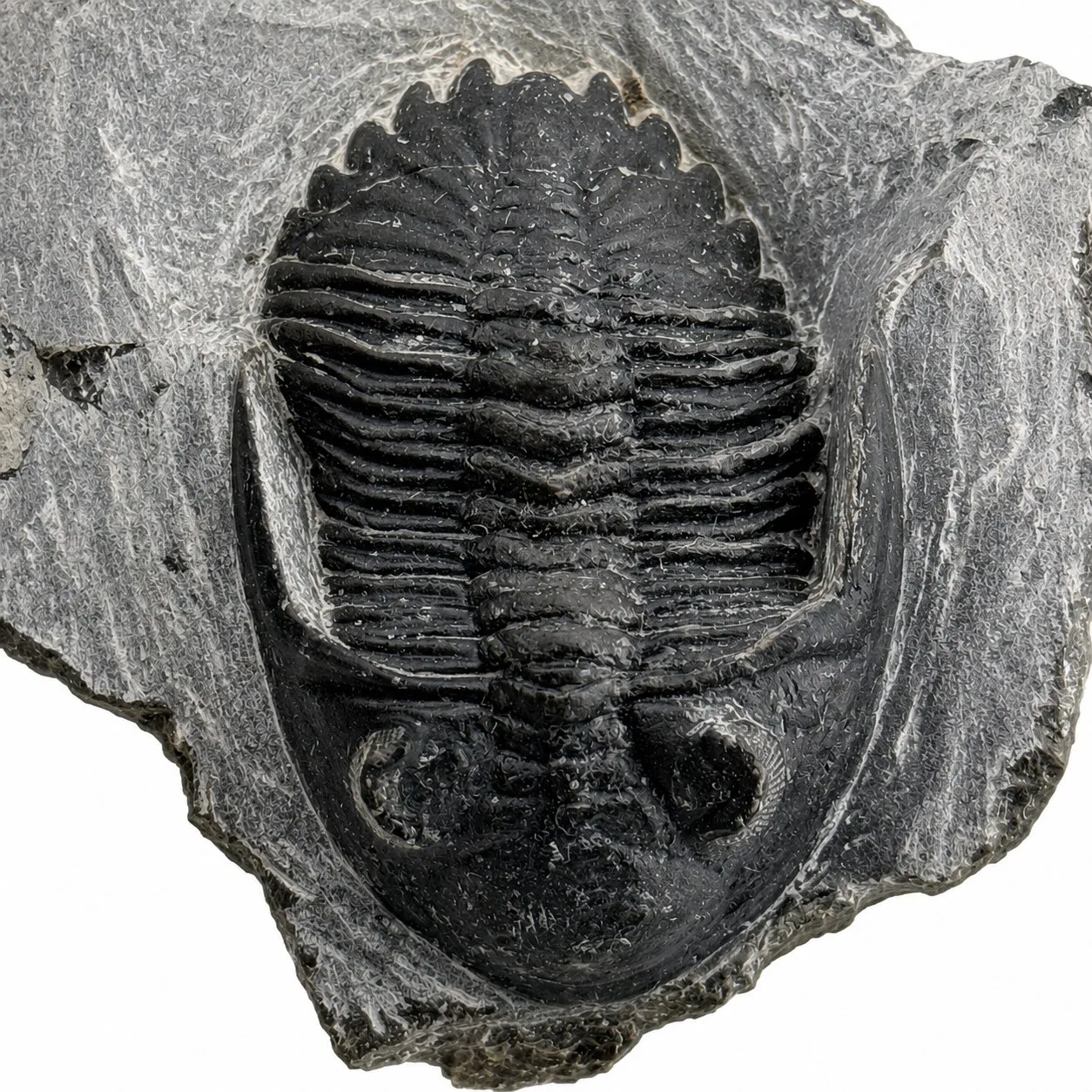 Fósil de Trilobite Hollardops 10 cm