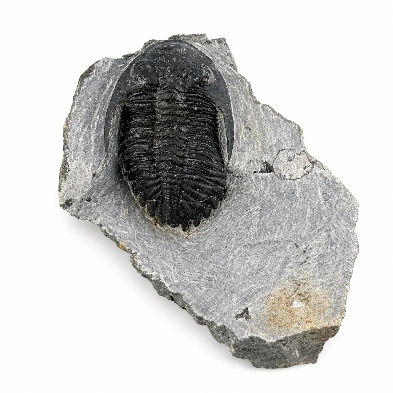 Fósil de Trilobite Hollardops 9cm