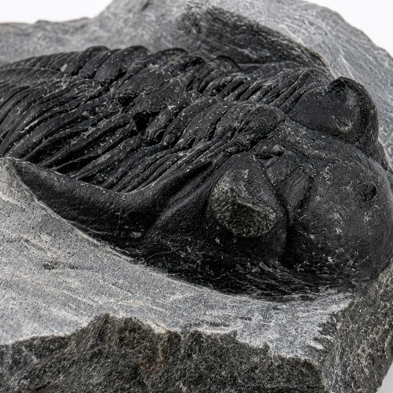 Fósil de Trilobite Hollardops 10 cm