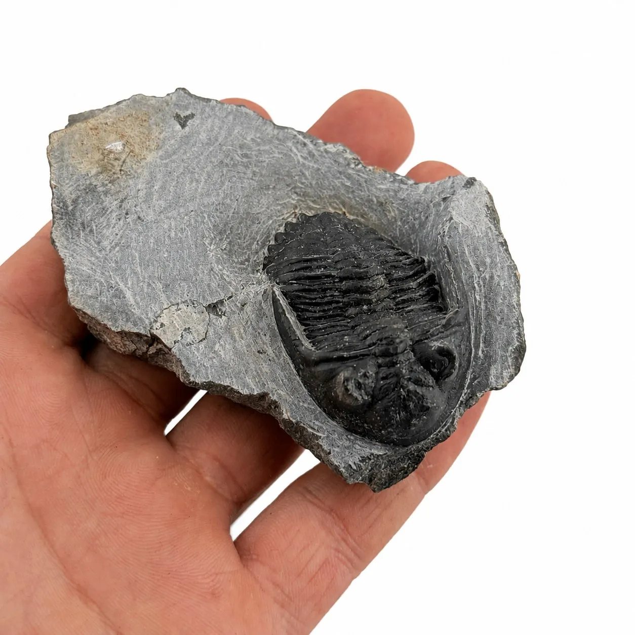 Fósil de Trilobite Hollardops 10 cm