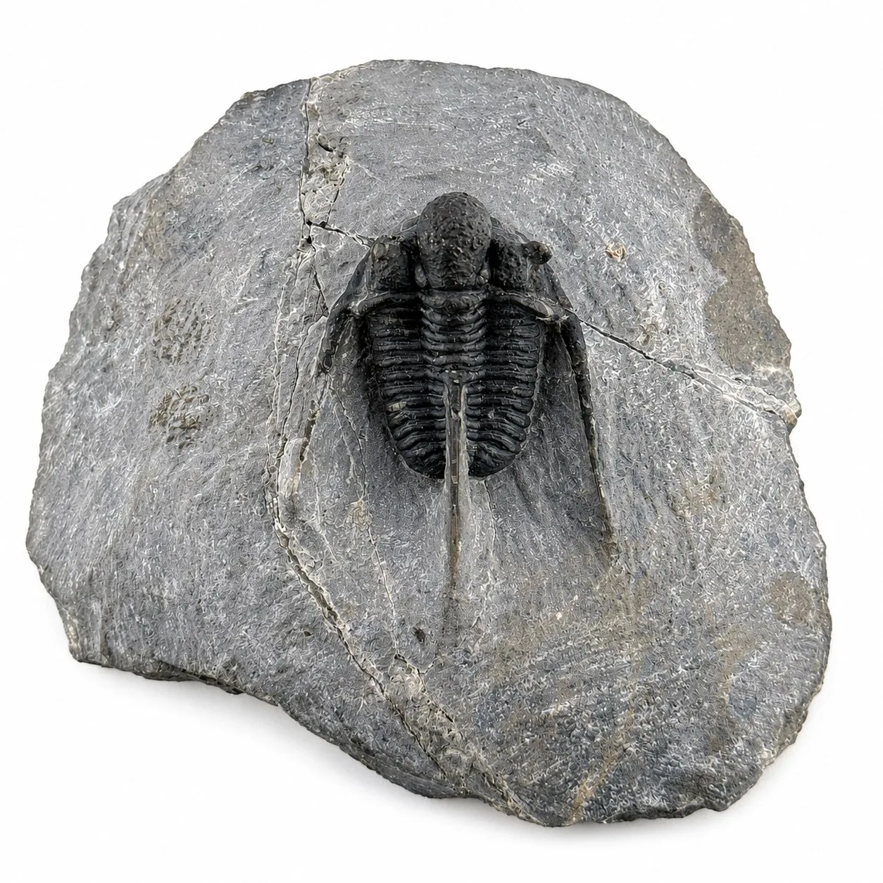Trilobites