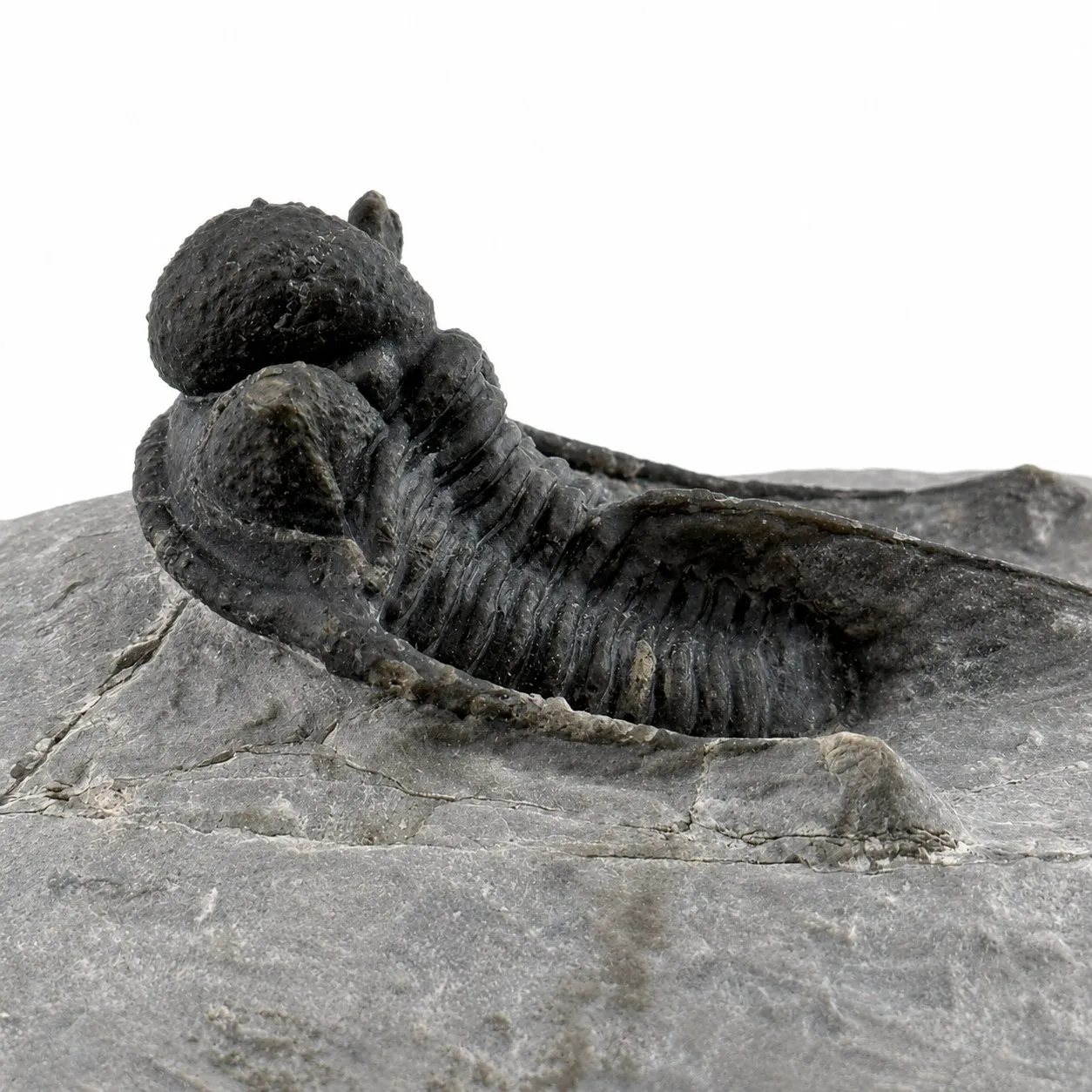 Fósil de Trilobite Otarion 8 cm