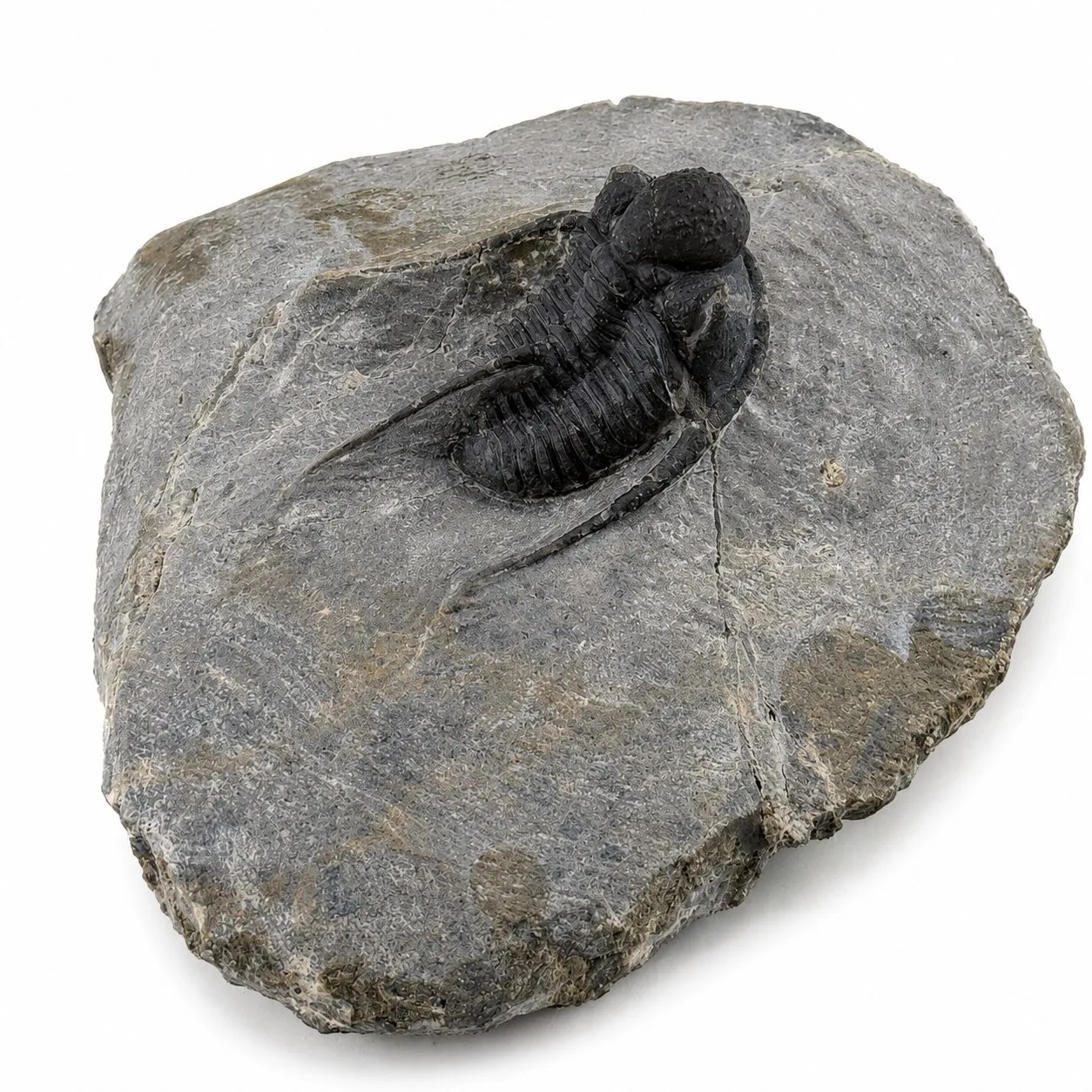 Fósil de Trilobite Otarion 8 cm