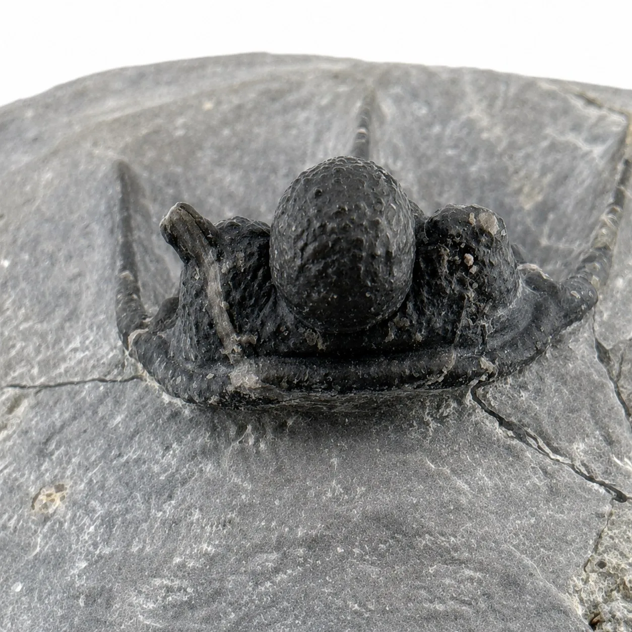 Fósil de Trilobite Otarion 8 cm