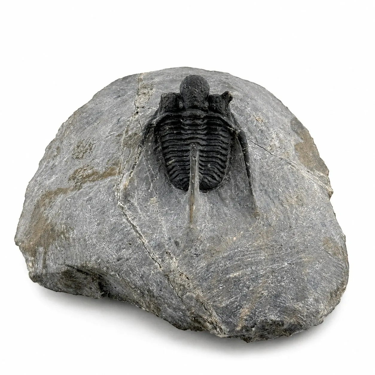 Fósil de Trilobite Otarion 8 cm