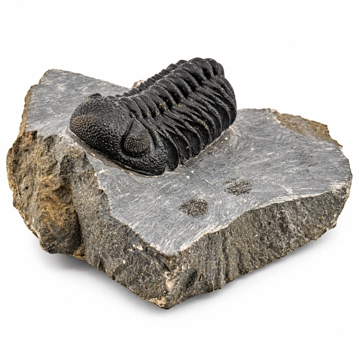 Fósil de Trilobite Phacops 10cm