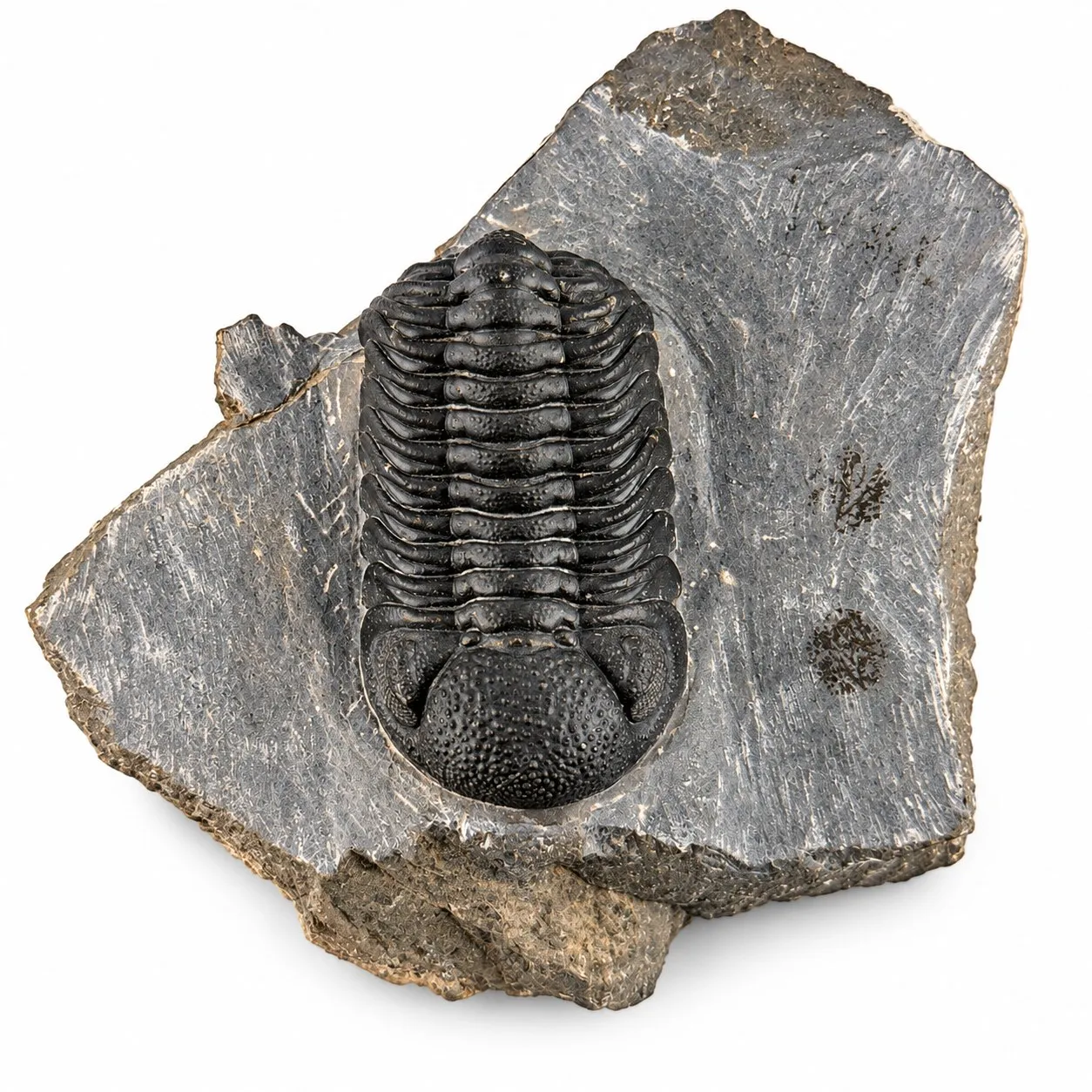 Fósil de Trilobite Phacops 10cm