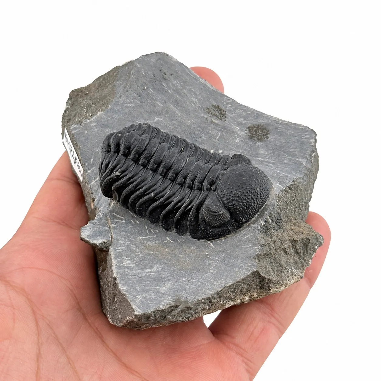 Fósil de Trilobite Phacops 10 x 8 cm